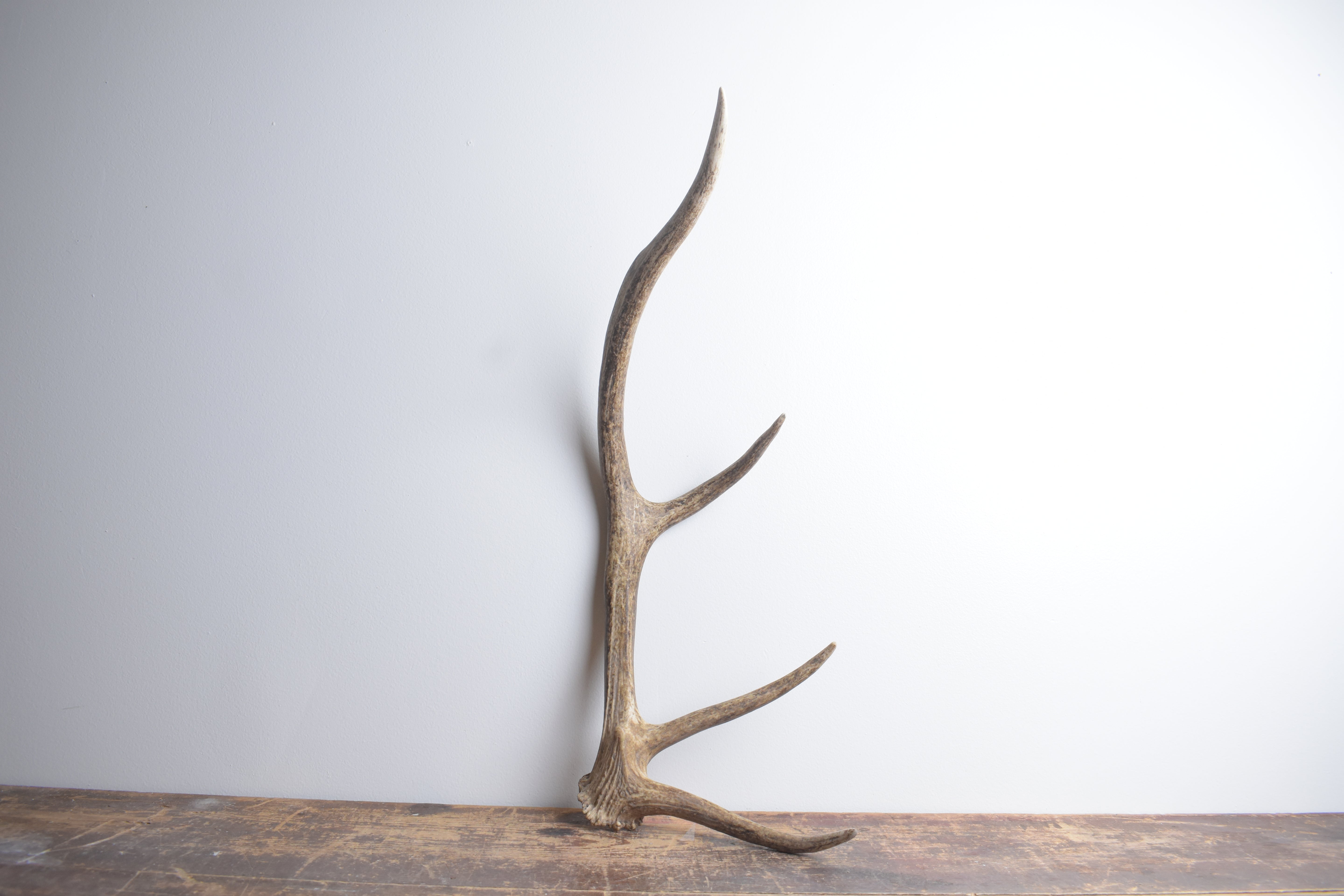 Elk Antler | Small Size | 141
