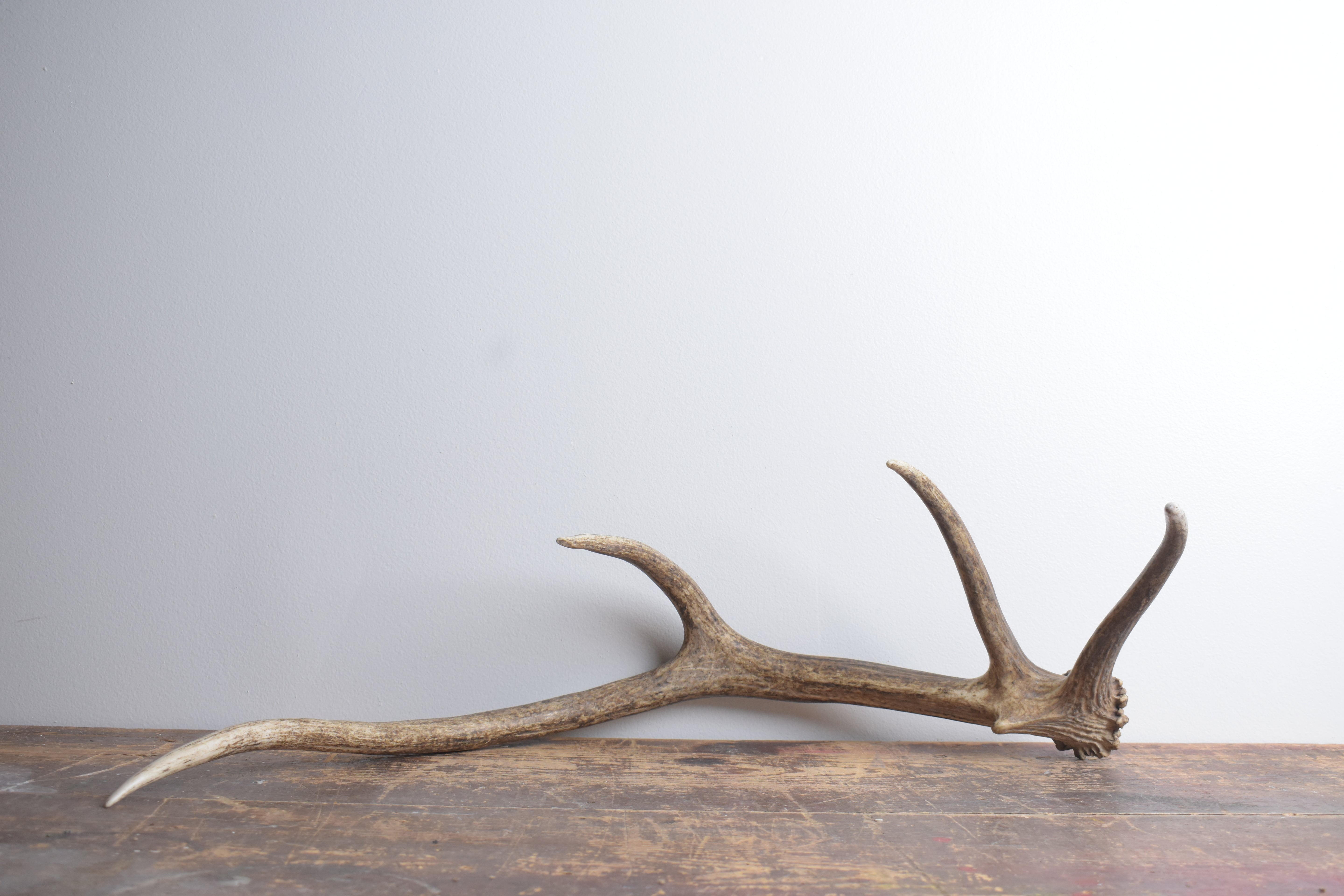Elk Antler | Small Size | 141