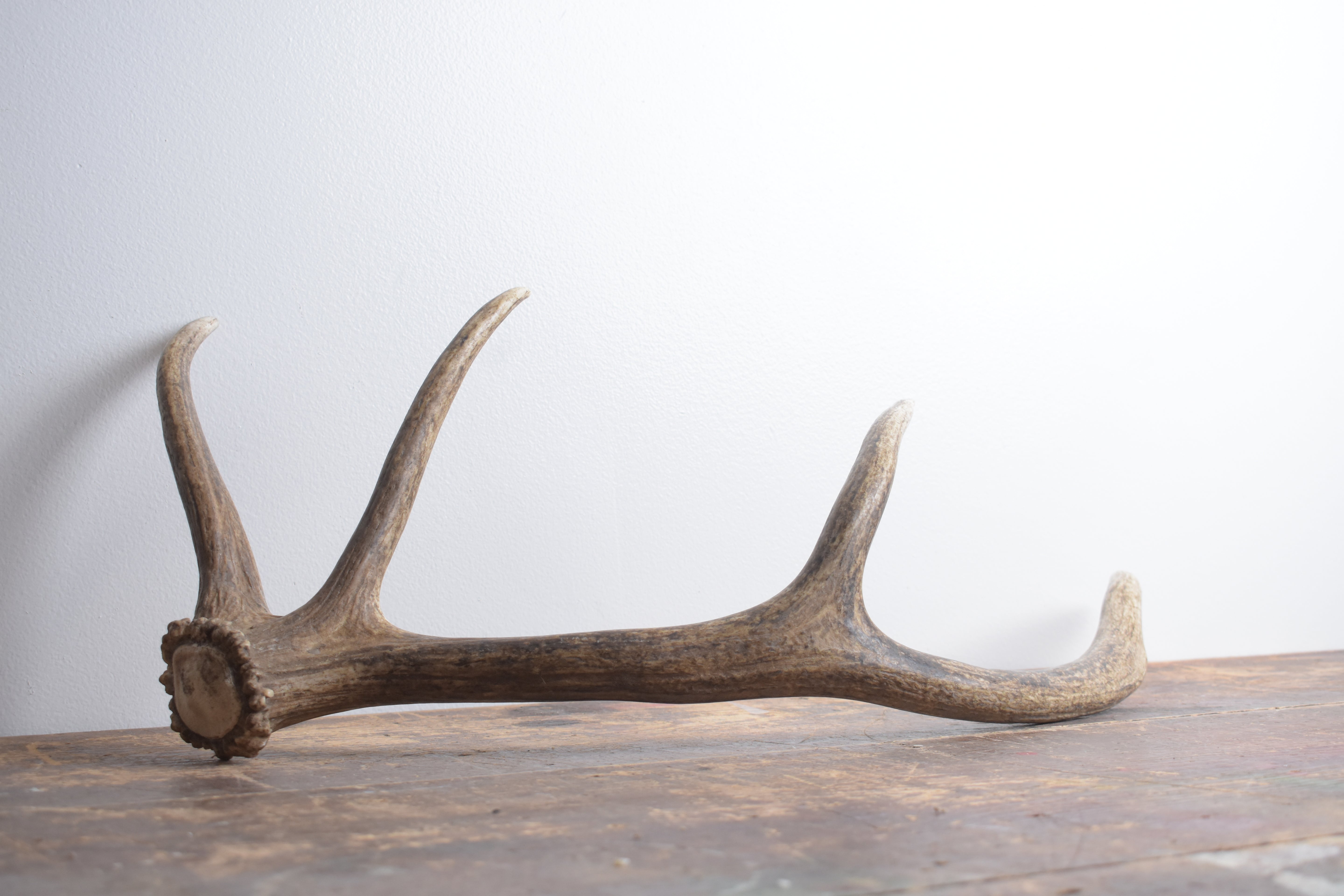 Elk Antler | Small Size | 141