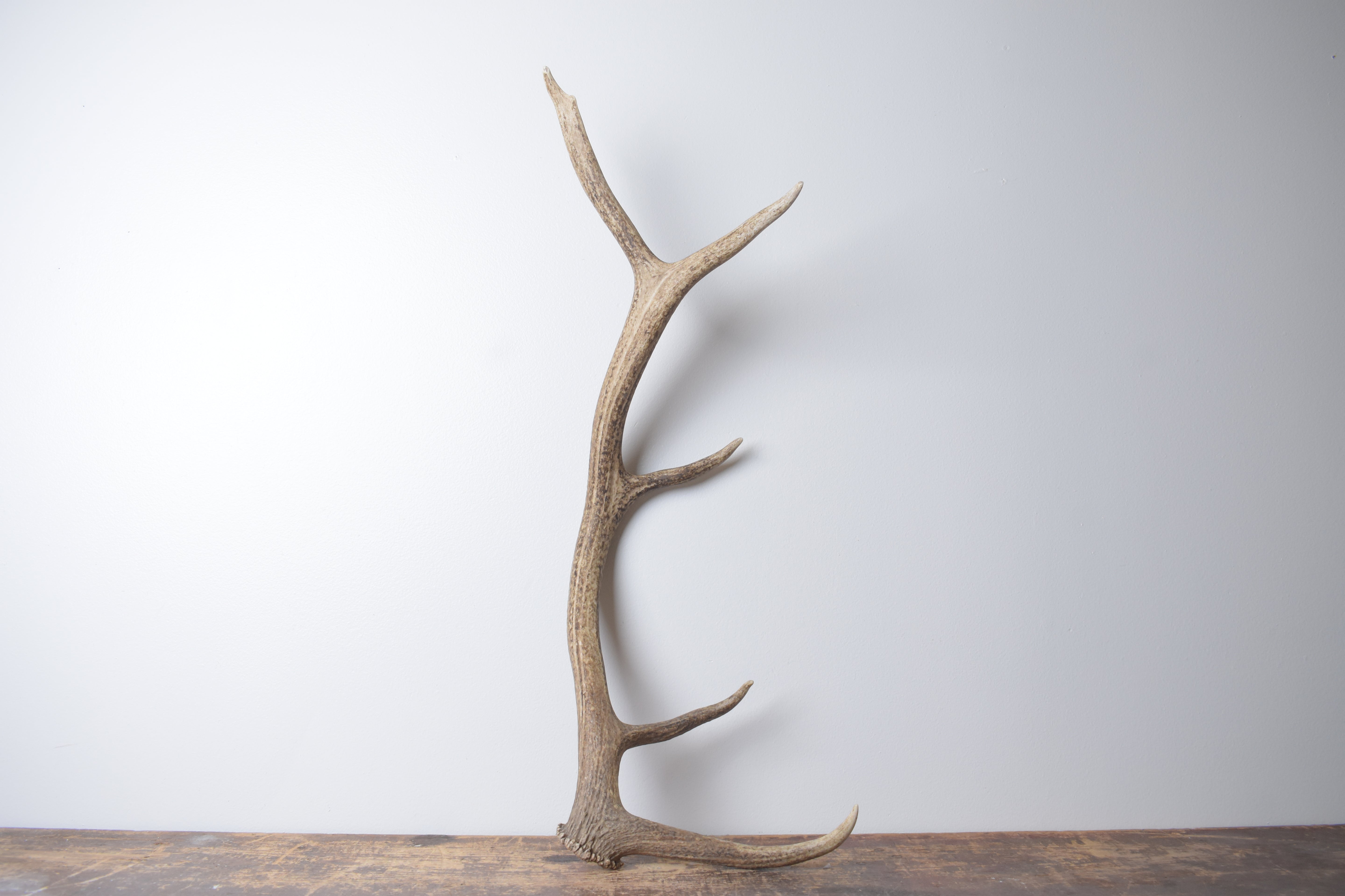 Elk Antler | Medium Size | 142