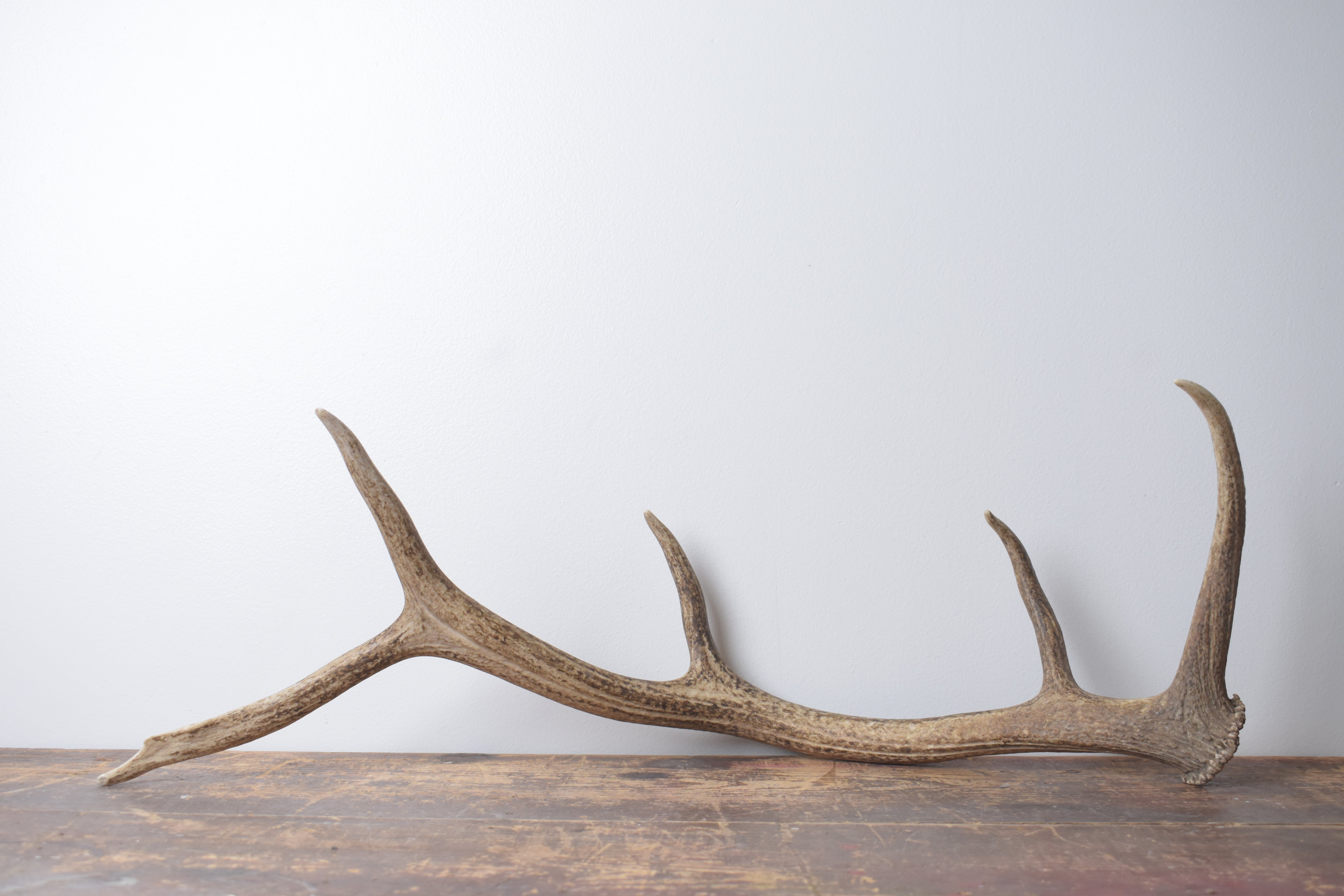 Elk Antler | Medium Size | 142