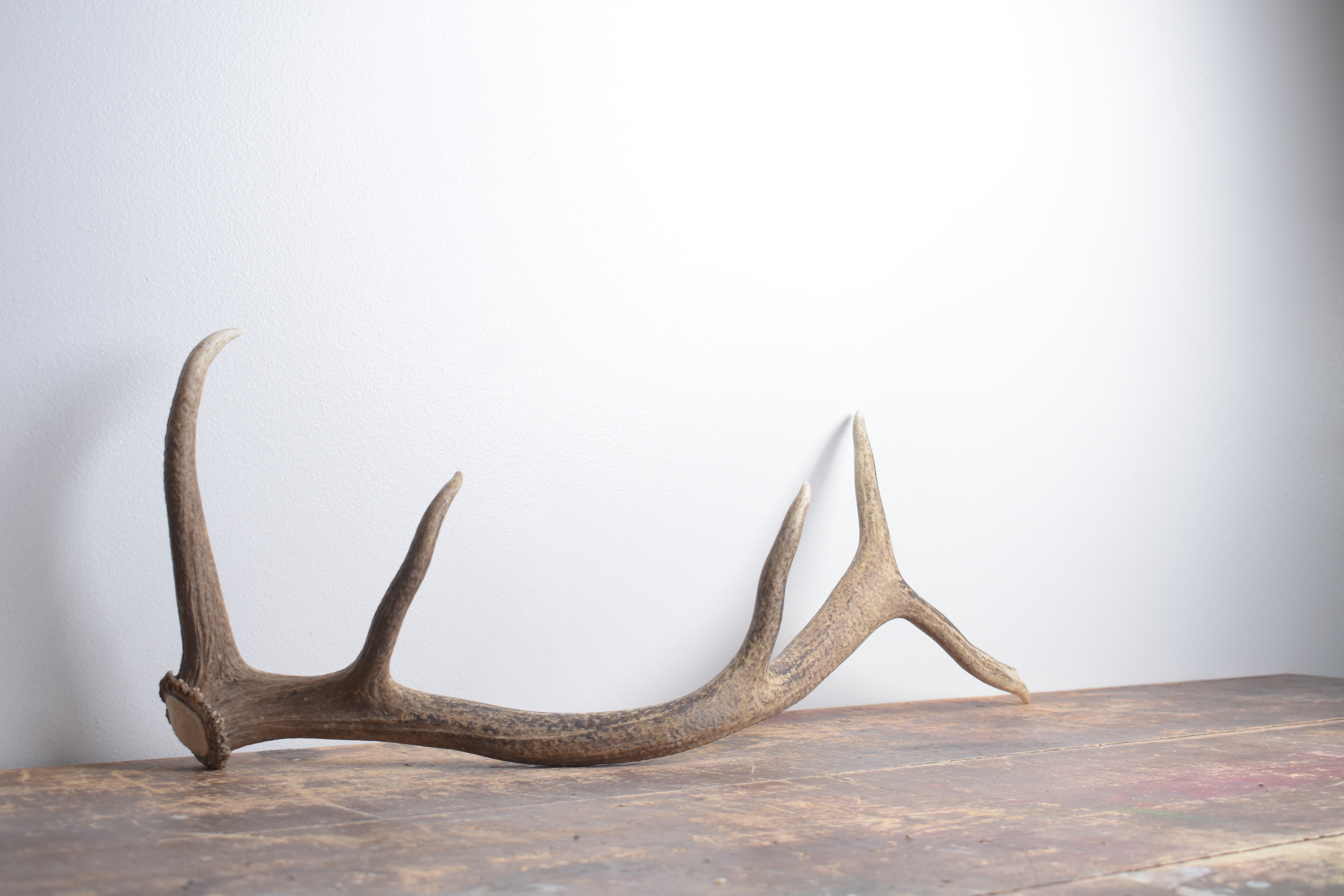 Elk Antler | Medium Size | 142