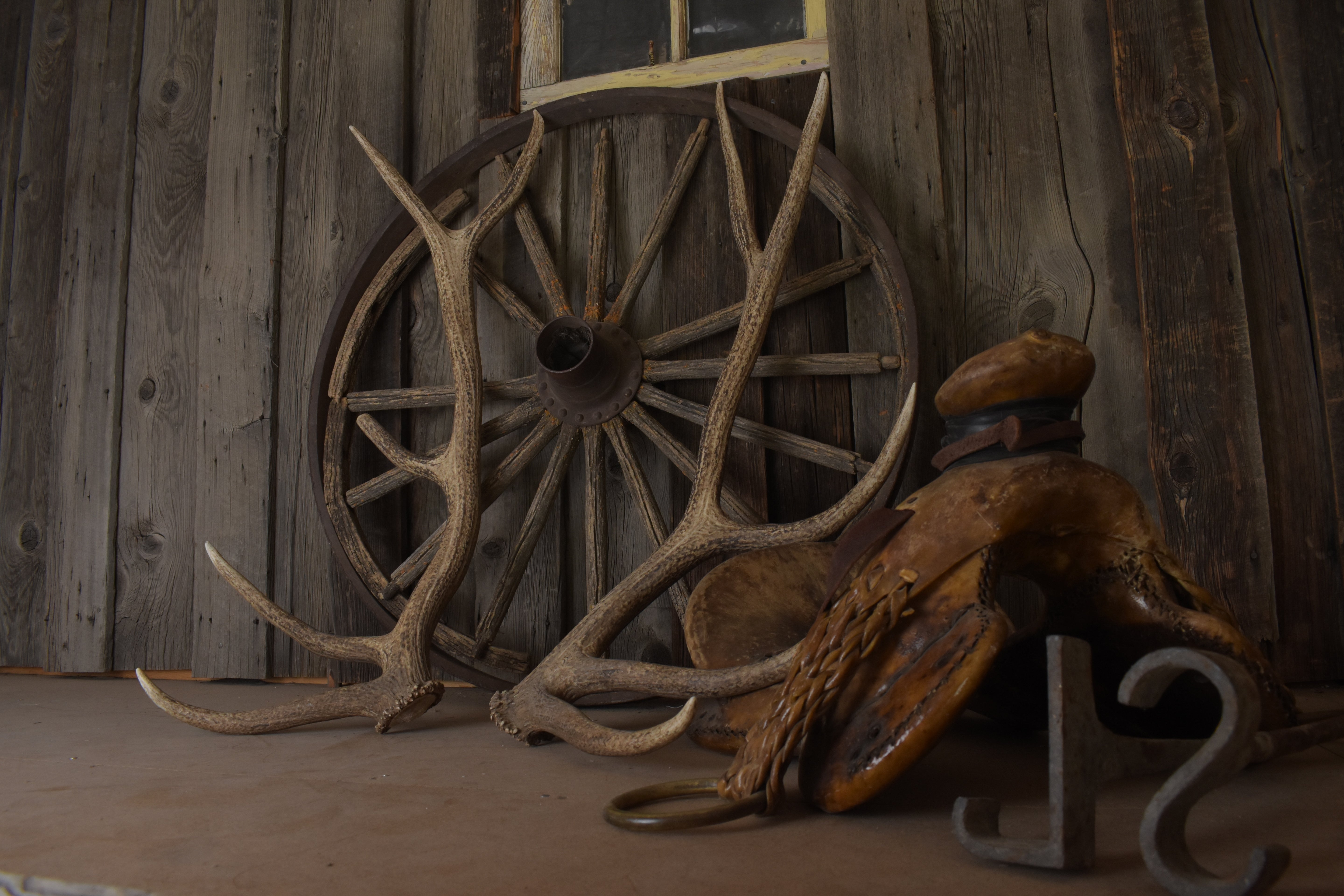 Elk Antler Set | Large | 145