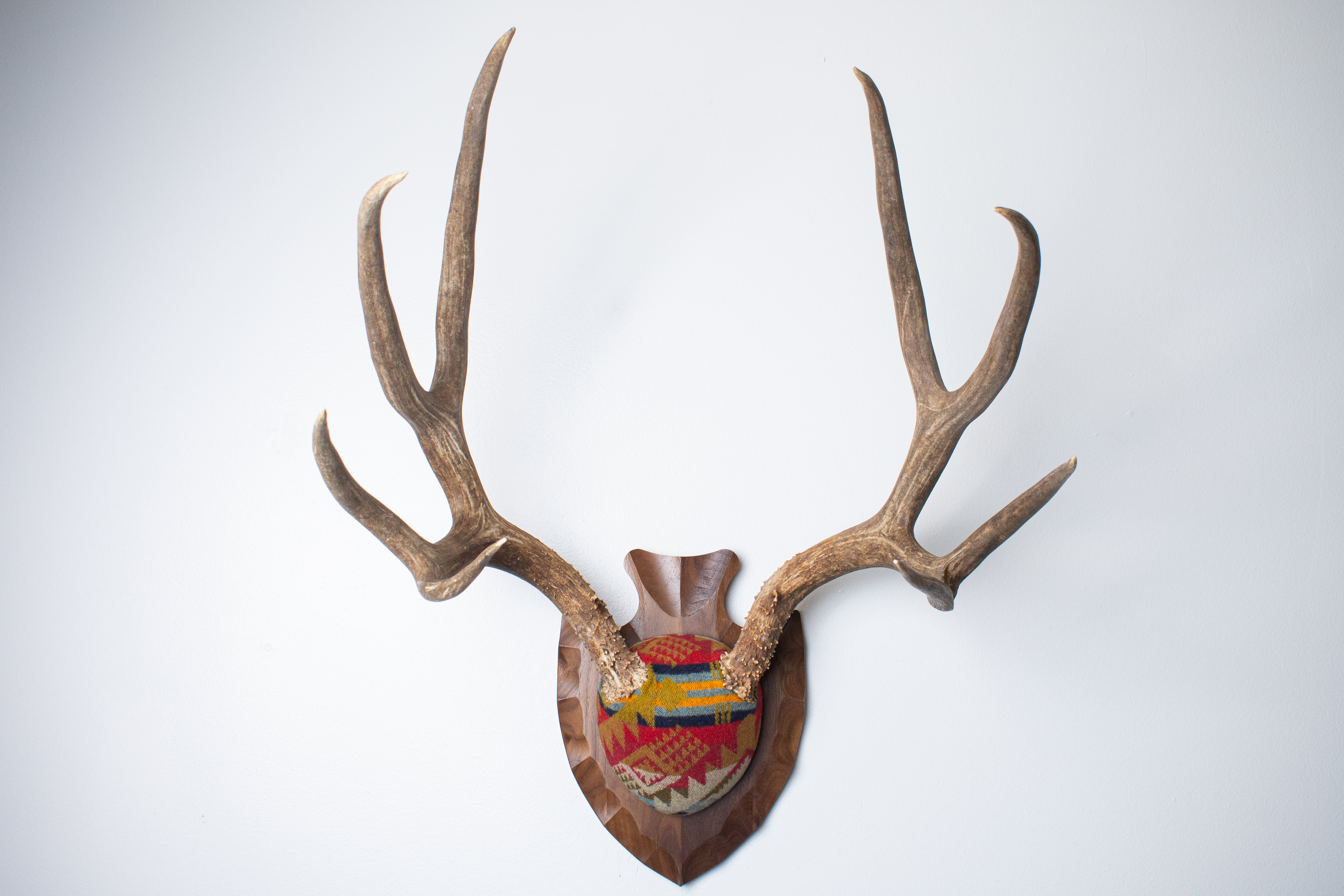 Mule Deer Antler Mount | Canyon | 13