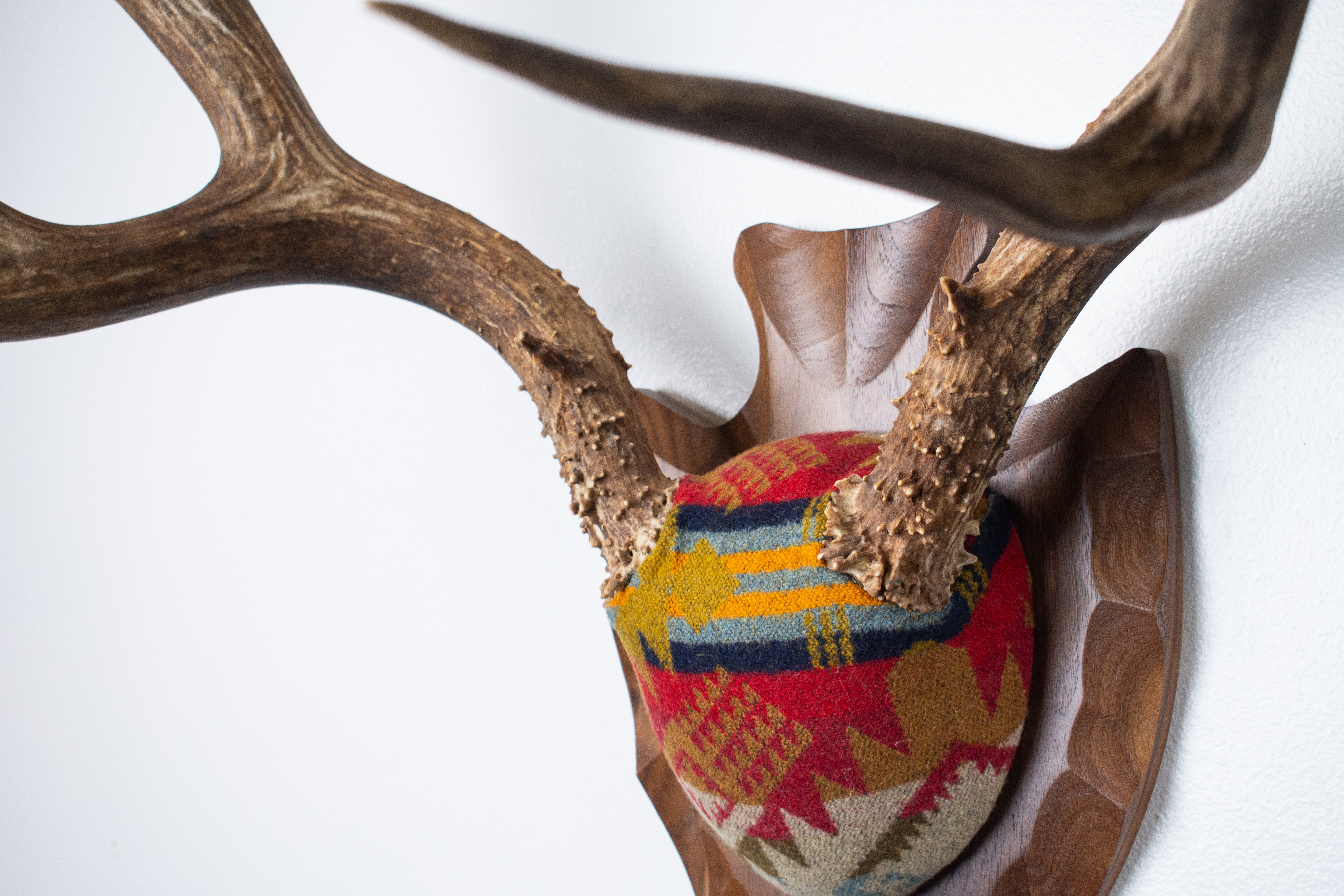SOLD OUT | Mule Deer Antler Mount | Canyon | 13