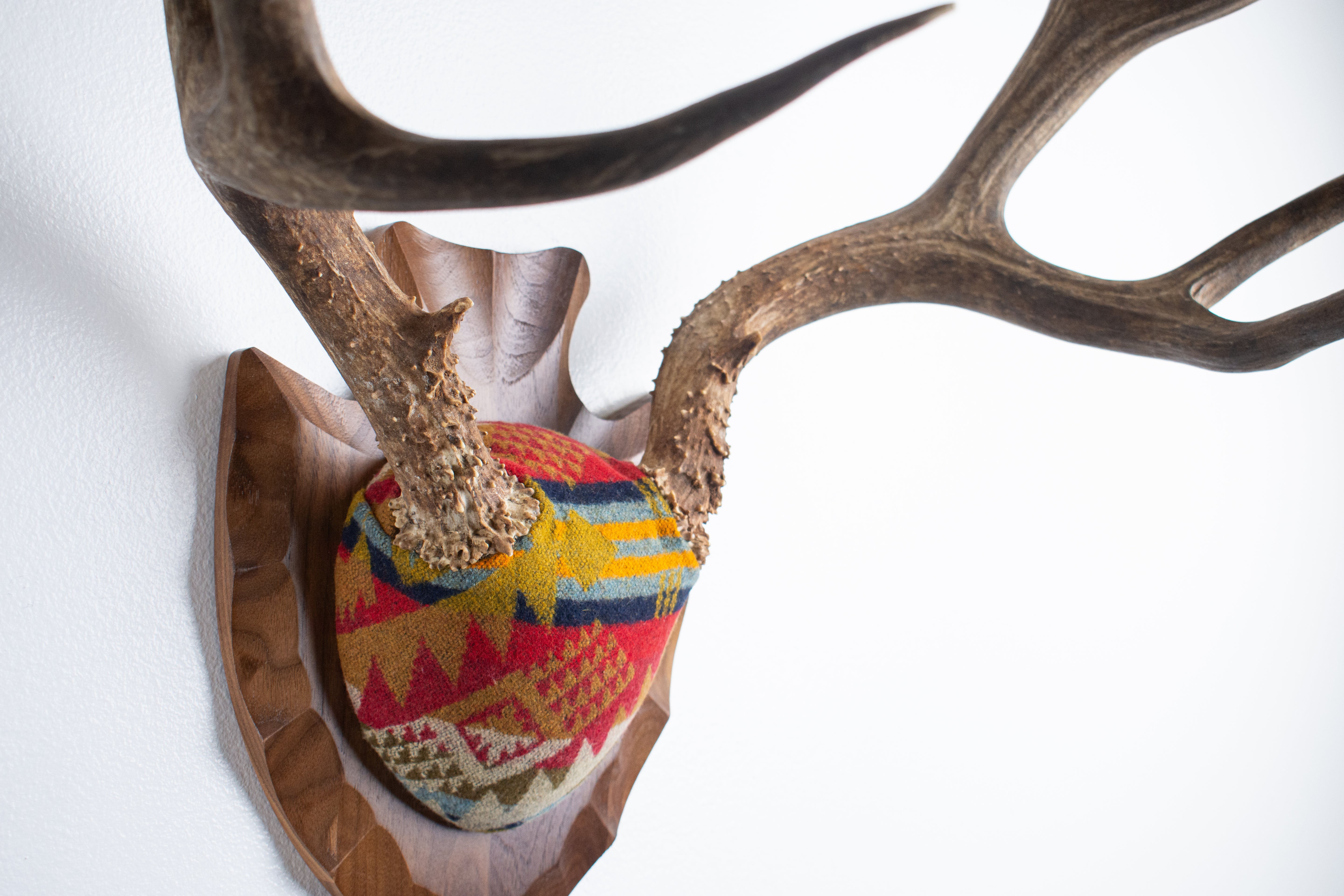 SOLD OUT | Mule Deer Antler Mount | Canyon | 13