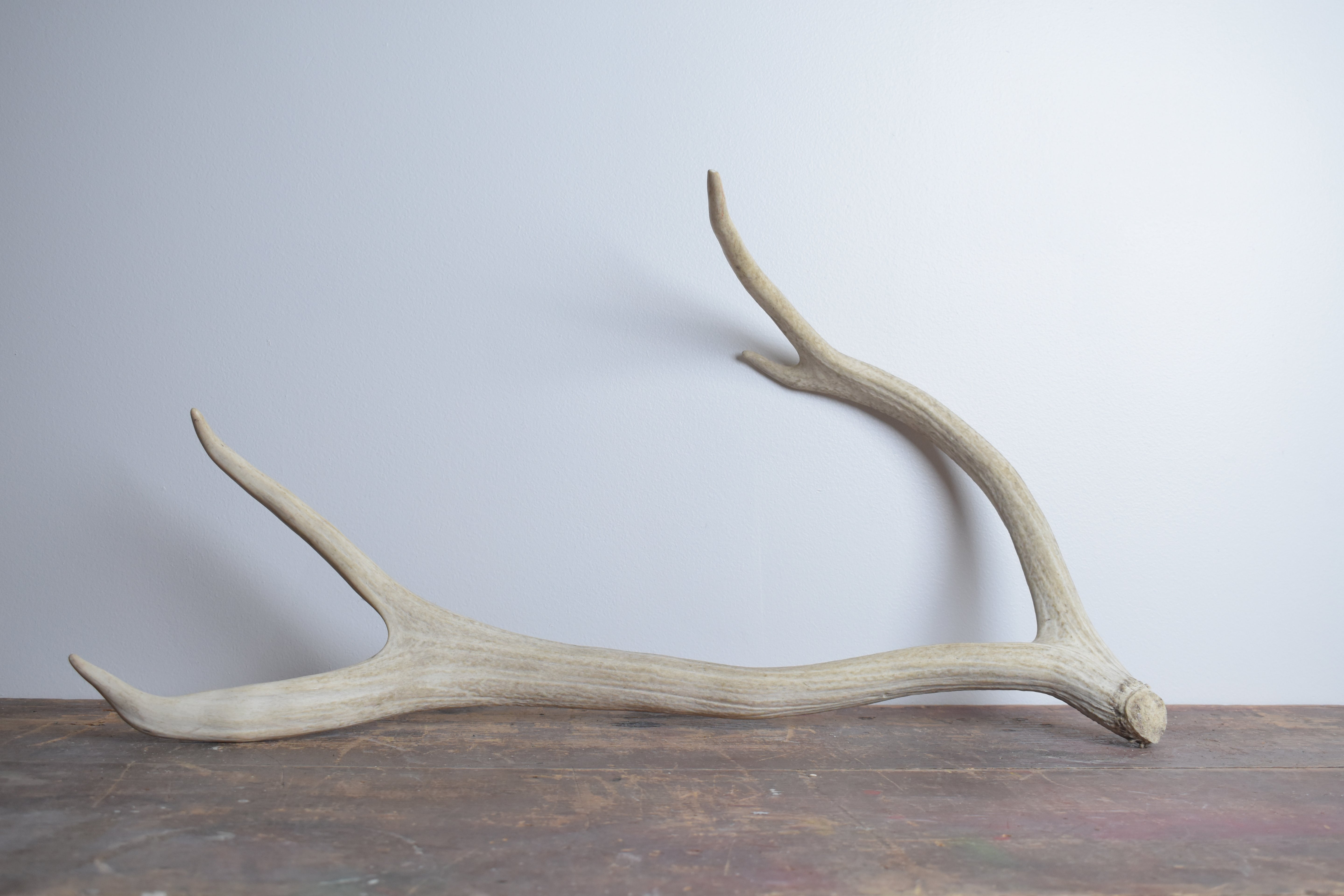 Elk Antler | 48