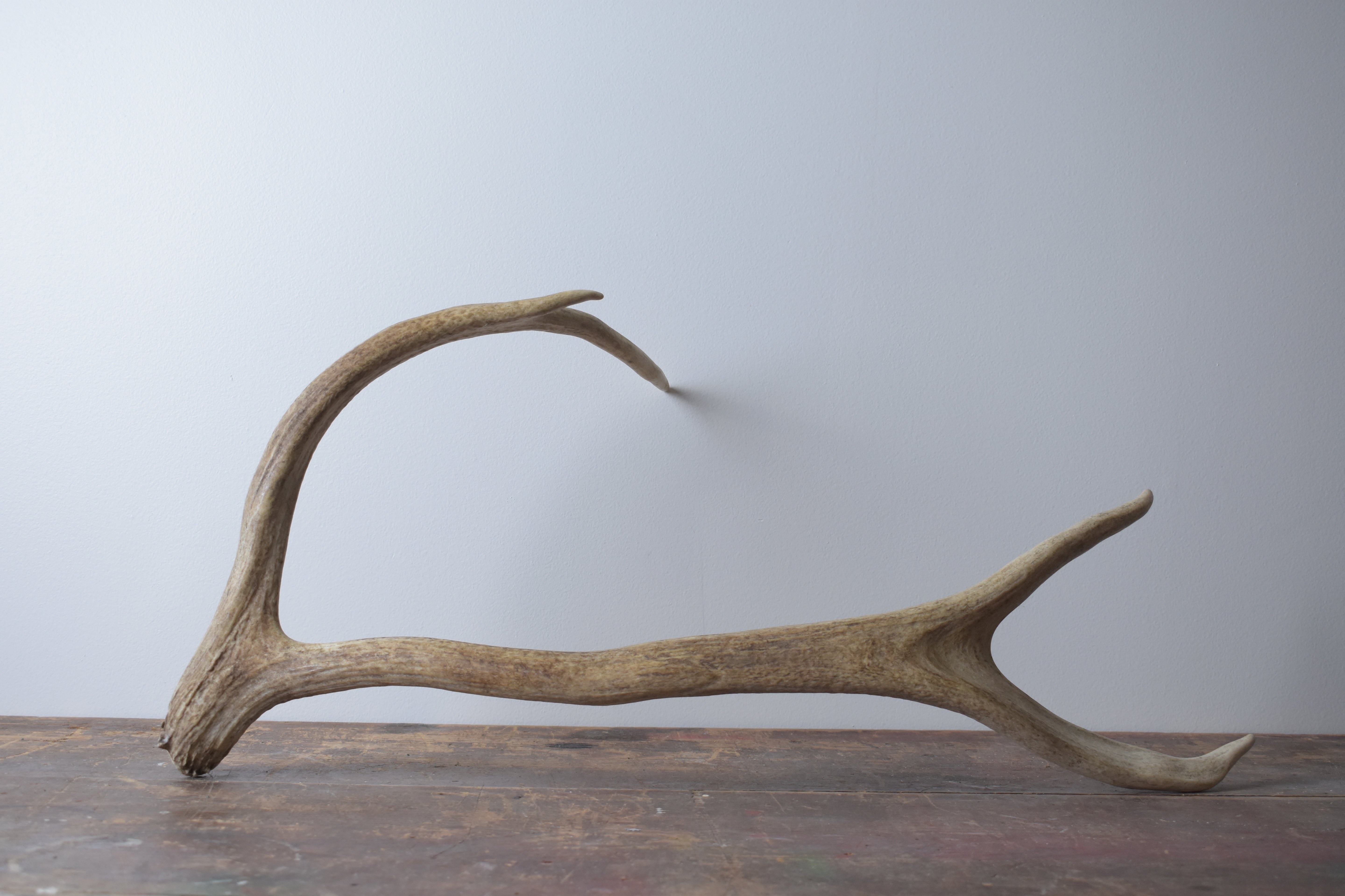 Elk Antler | Medium Size | 48