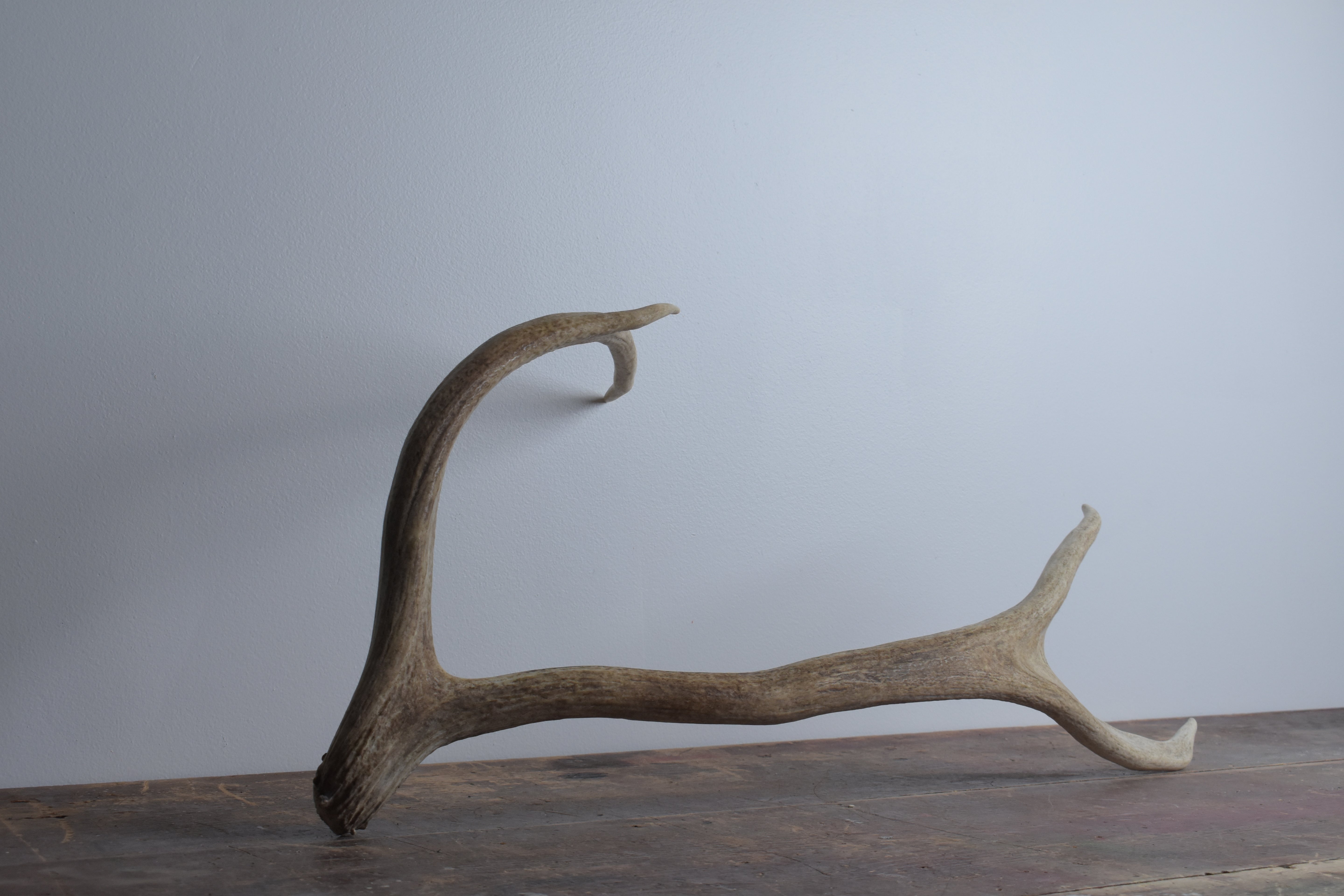 Elk Antler | Medium Size | 48