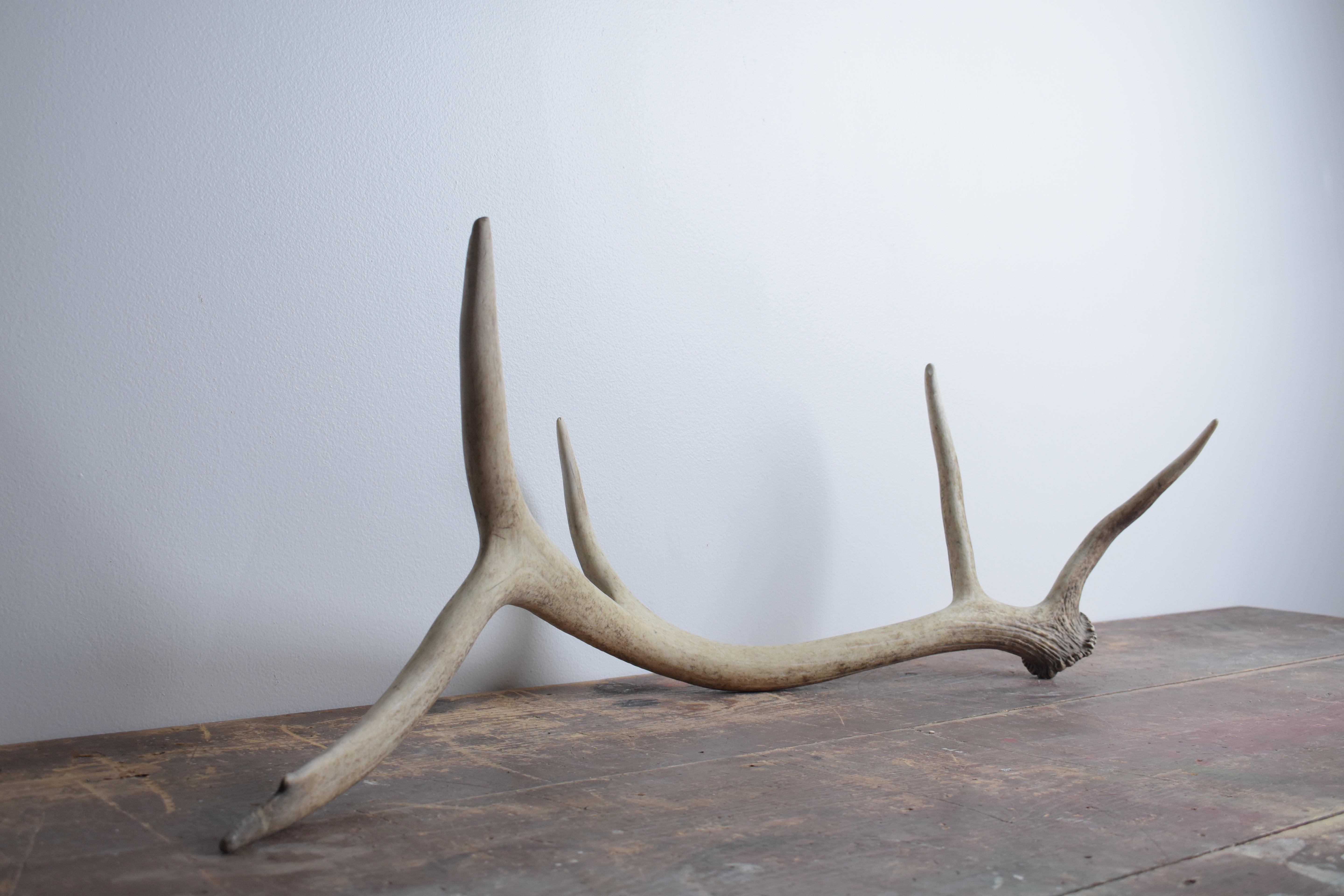 Elk Antler | Medium Size | 51