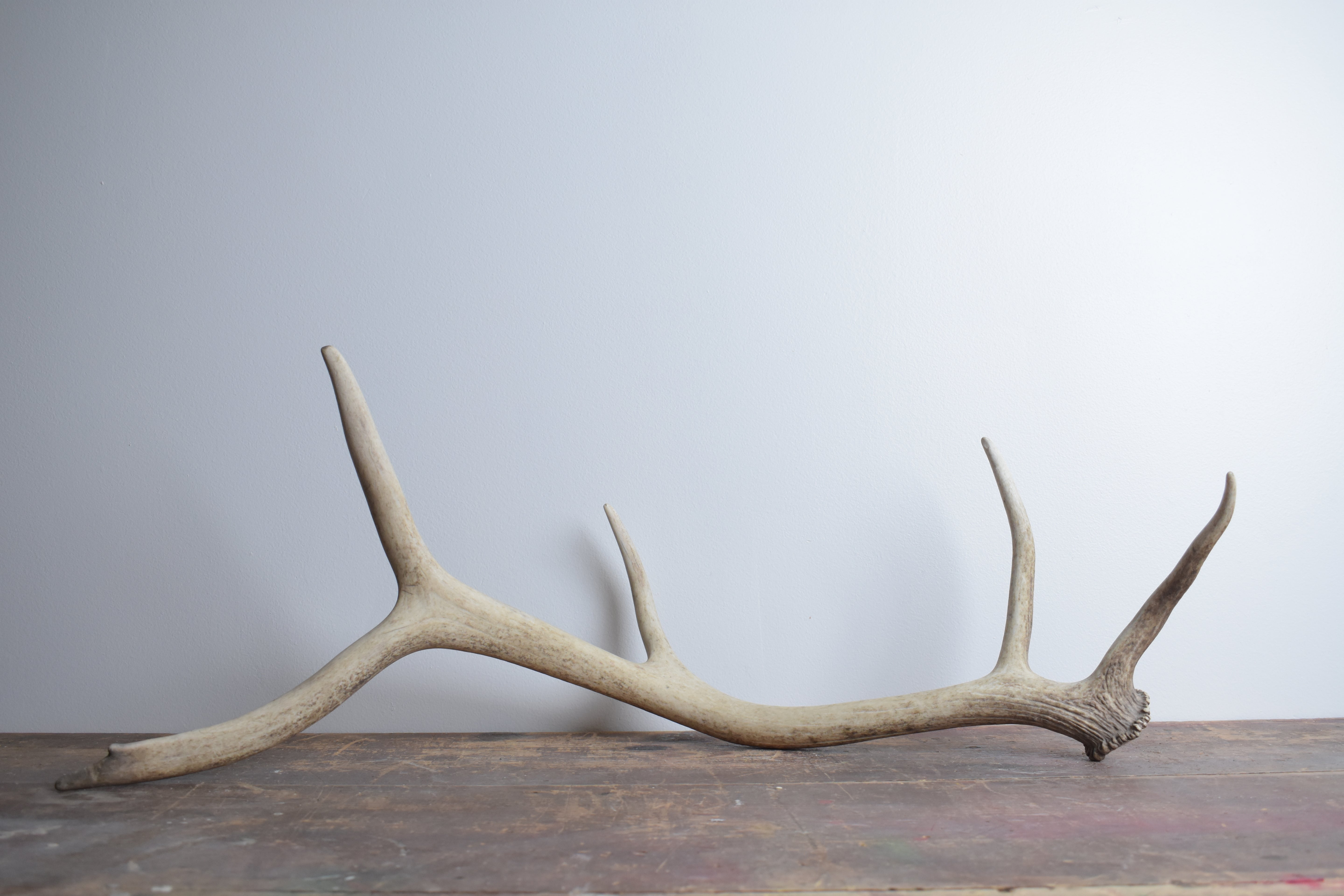 Elk Antler | 51