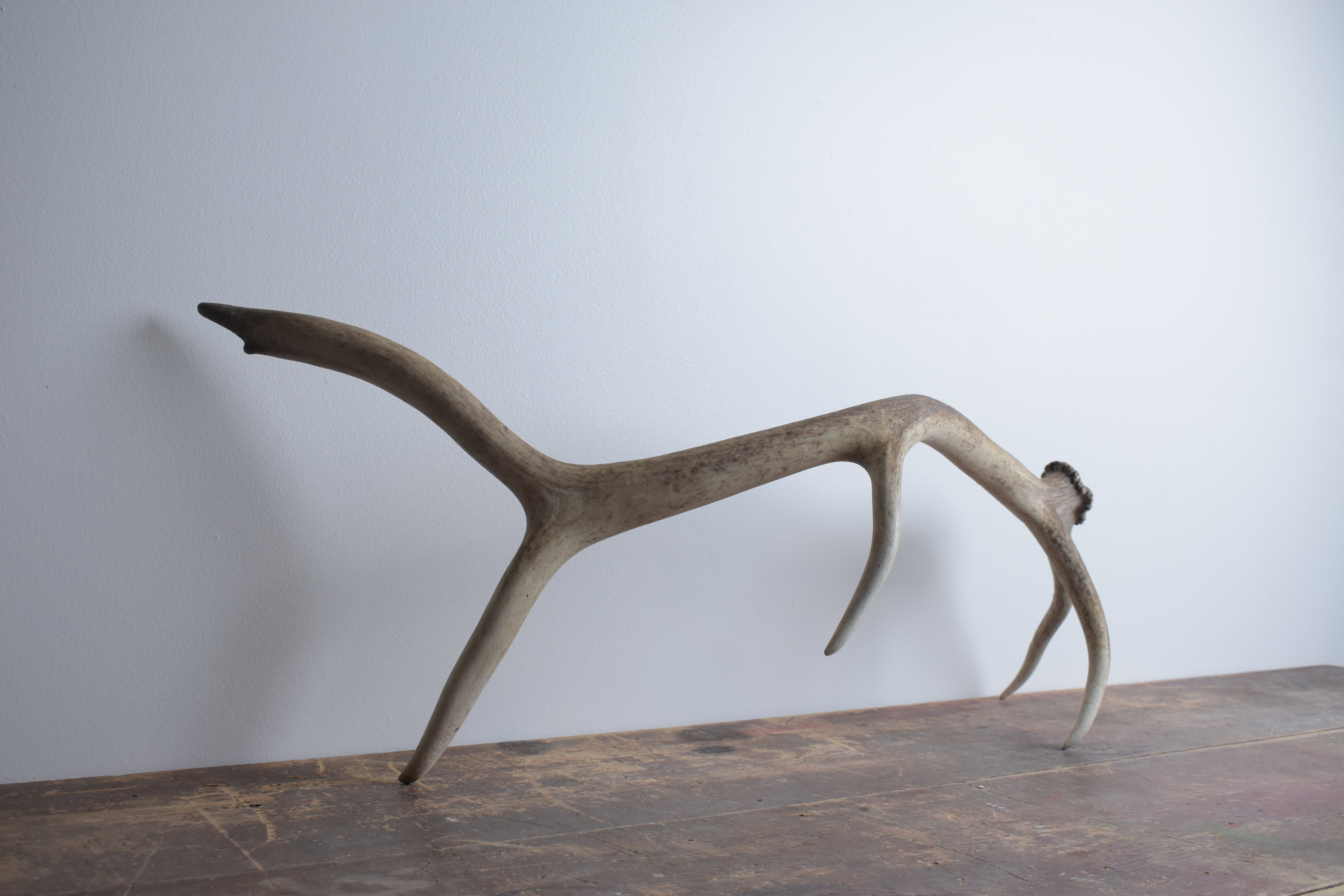 Elk Antler | Medium Size | 51