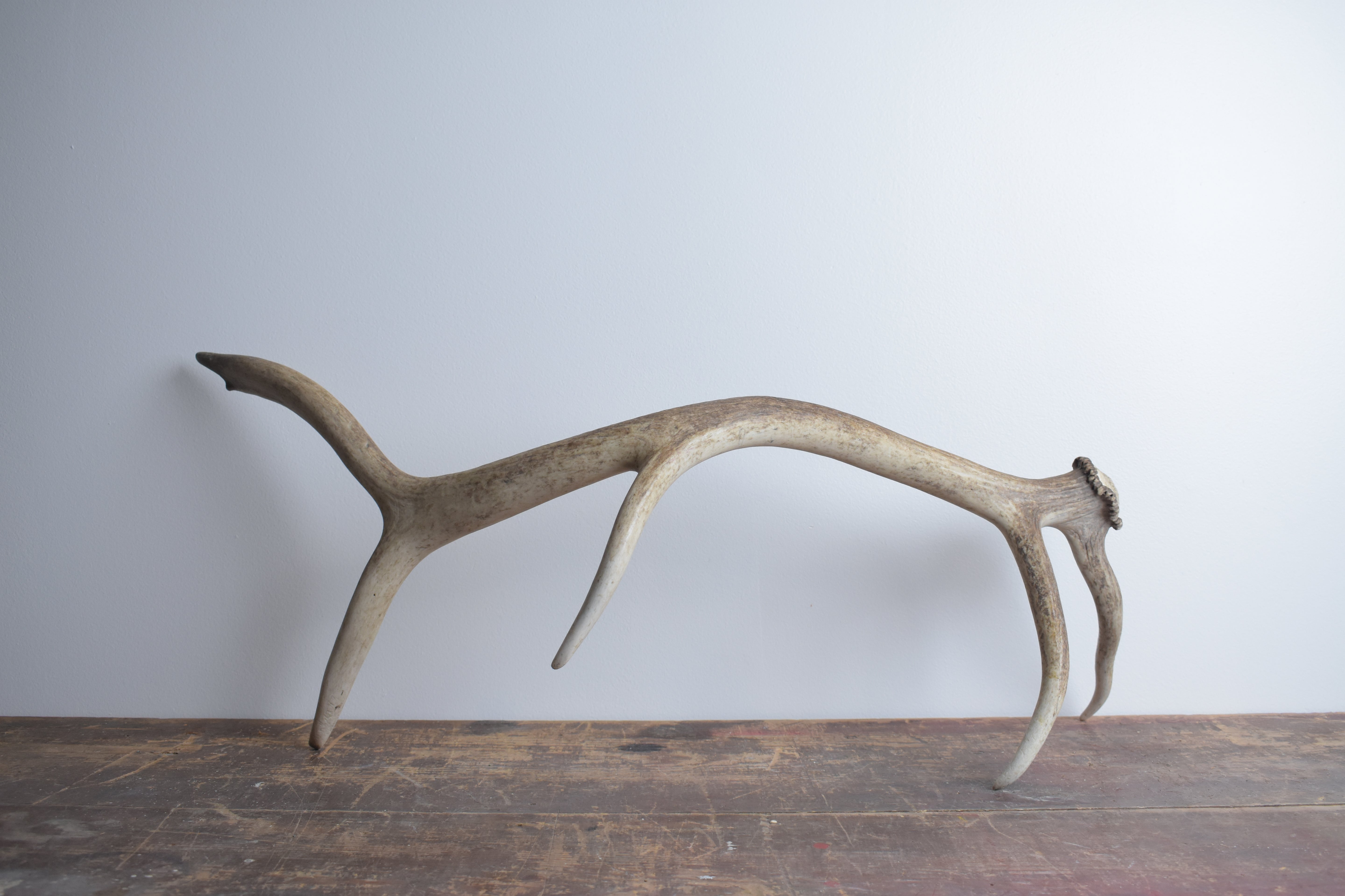 Elk Antler | Medium Size | 51