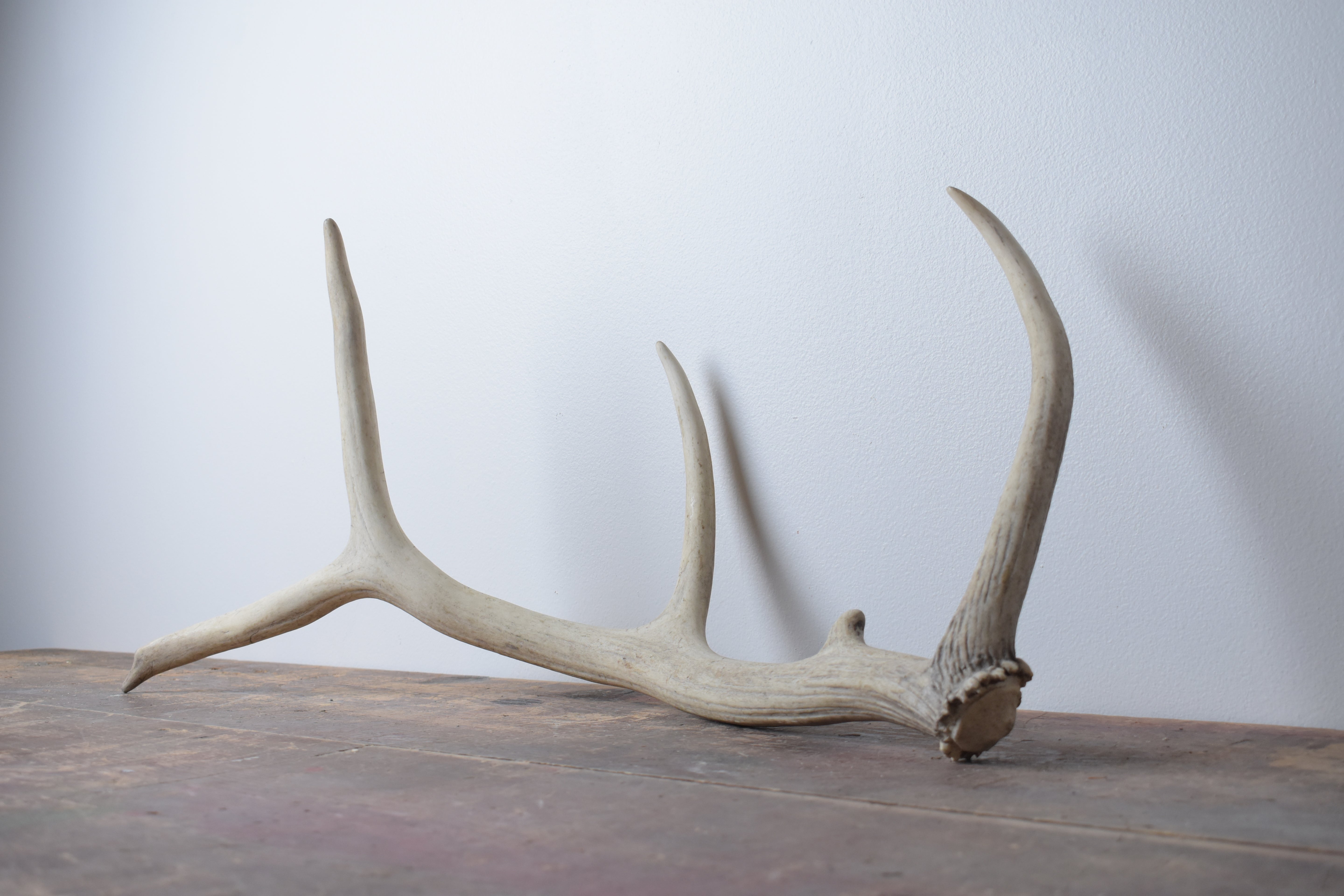 Elk Antler | 49