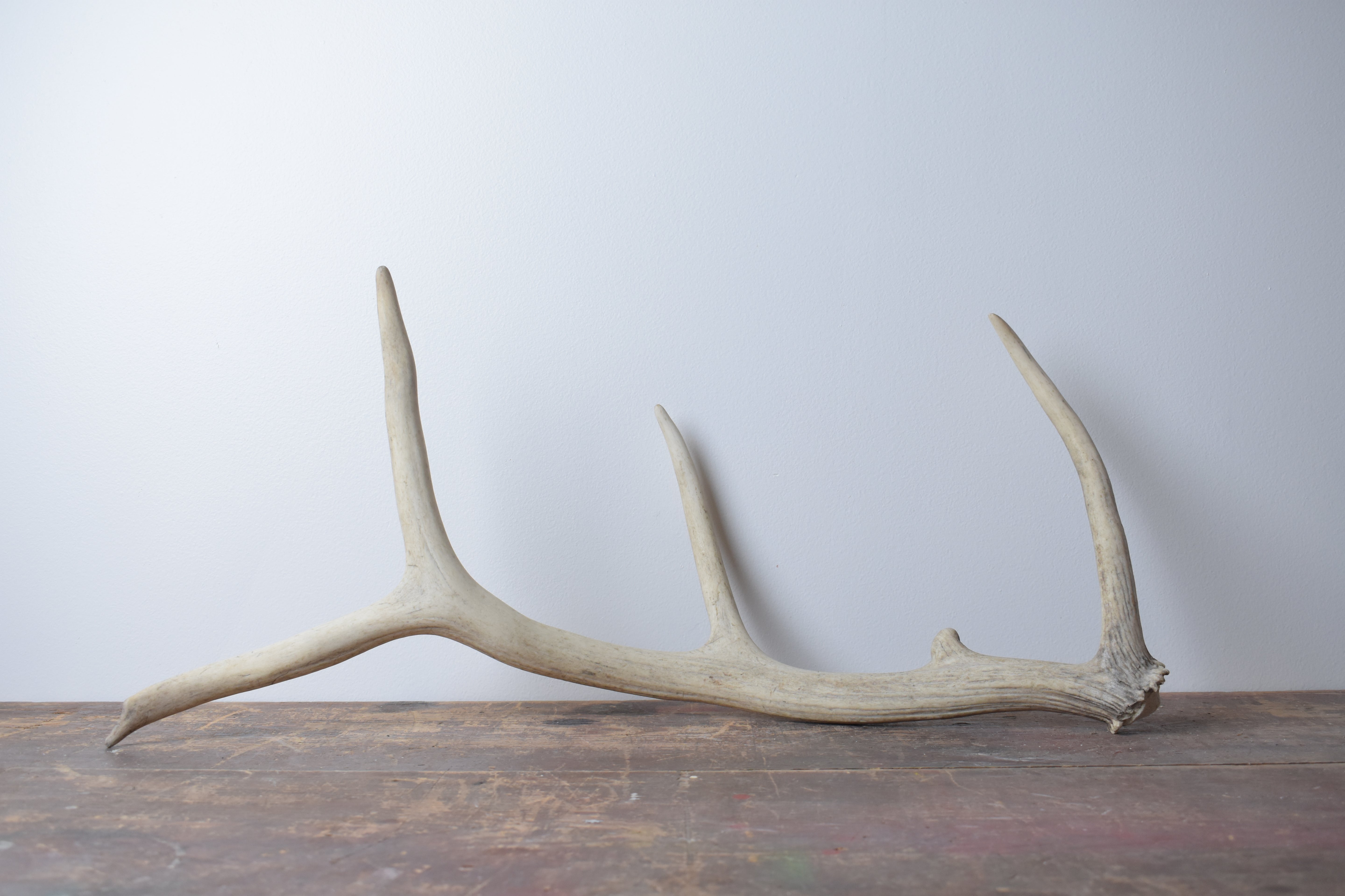 Elk Antler | 49