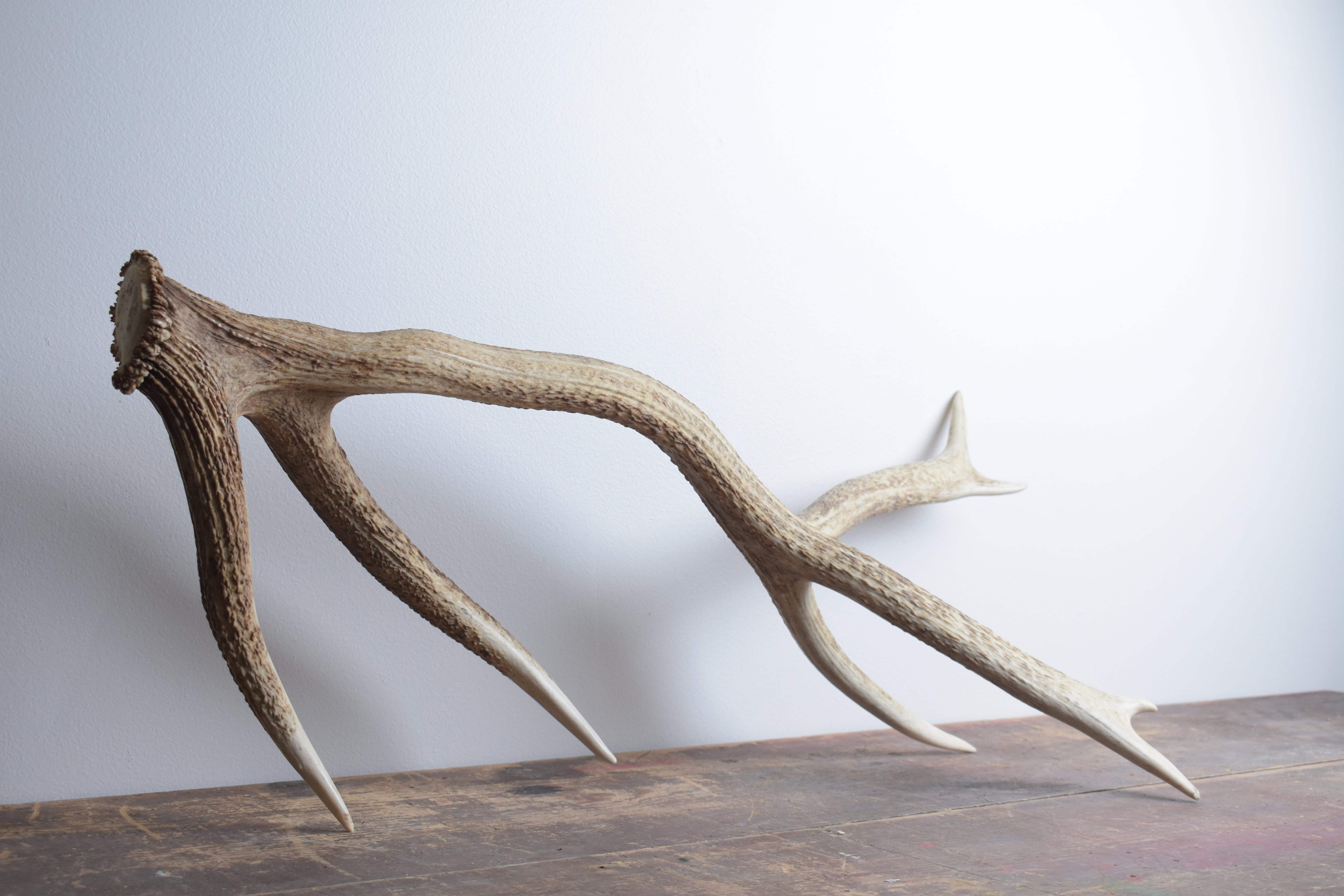 Elk Antler | 02 | SOLD OUT