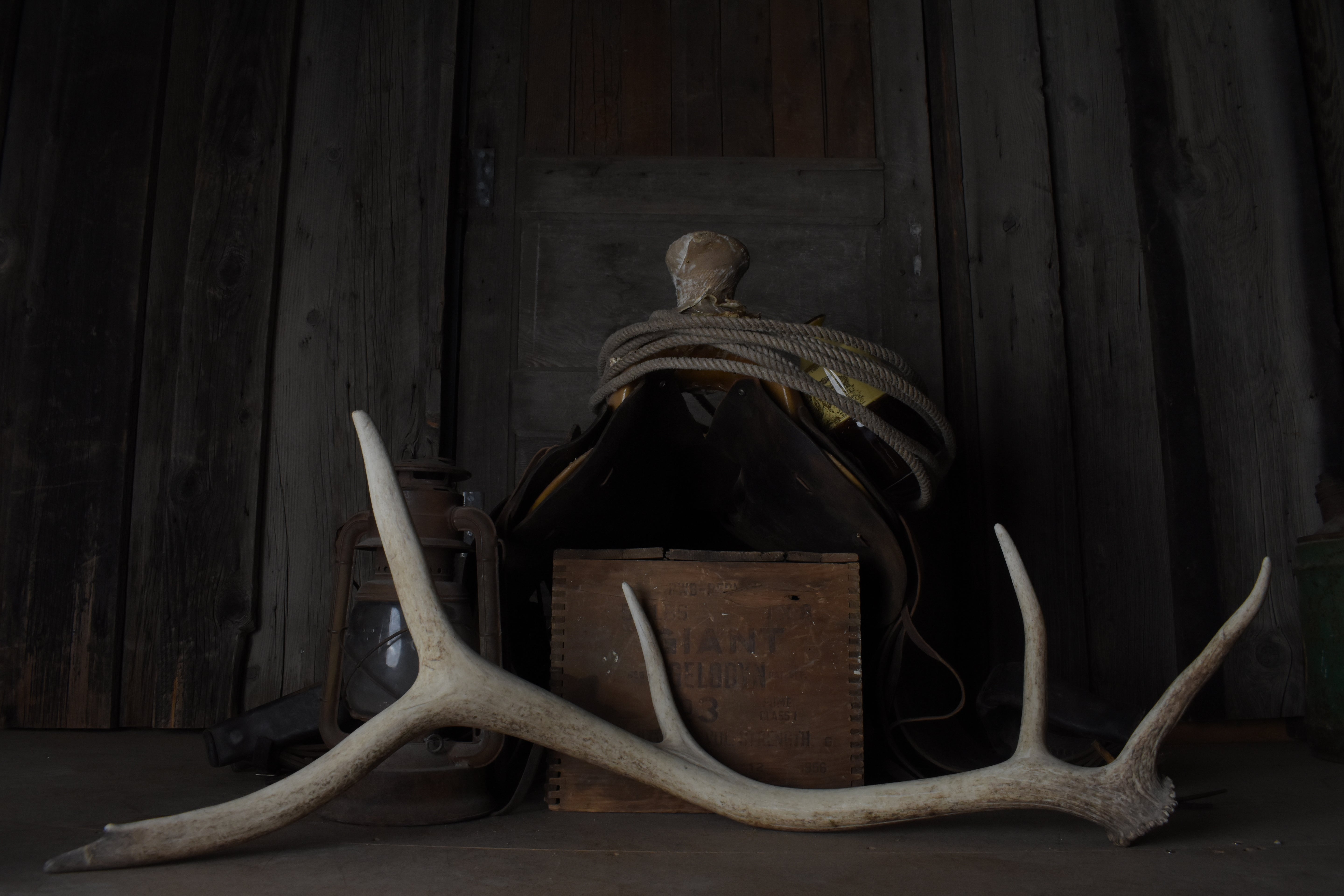 Elk Antler | 51