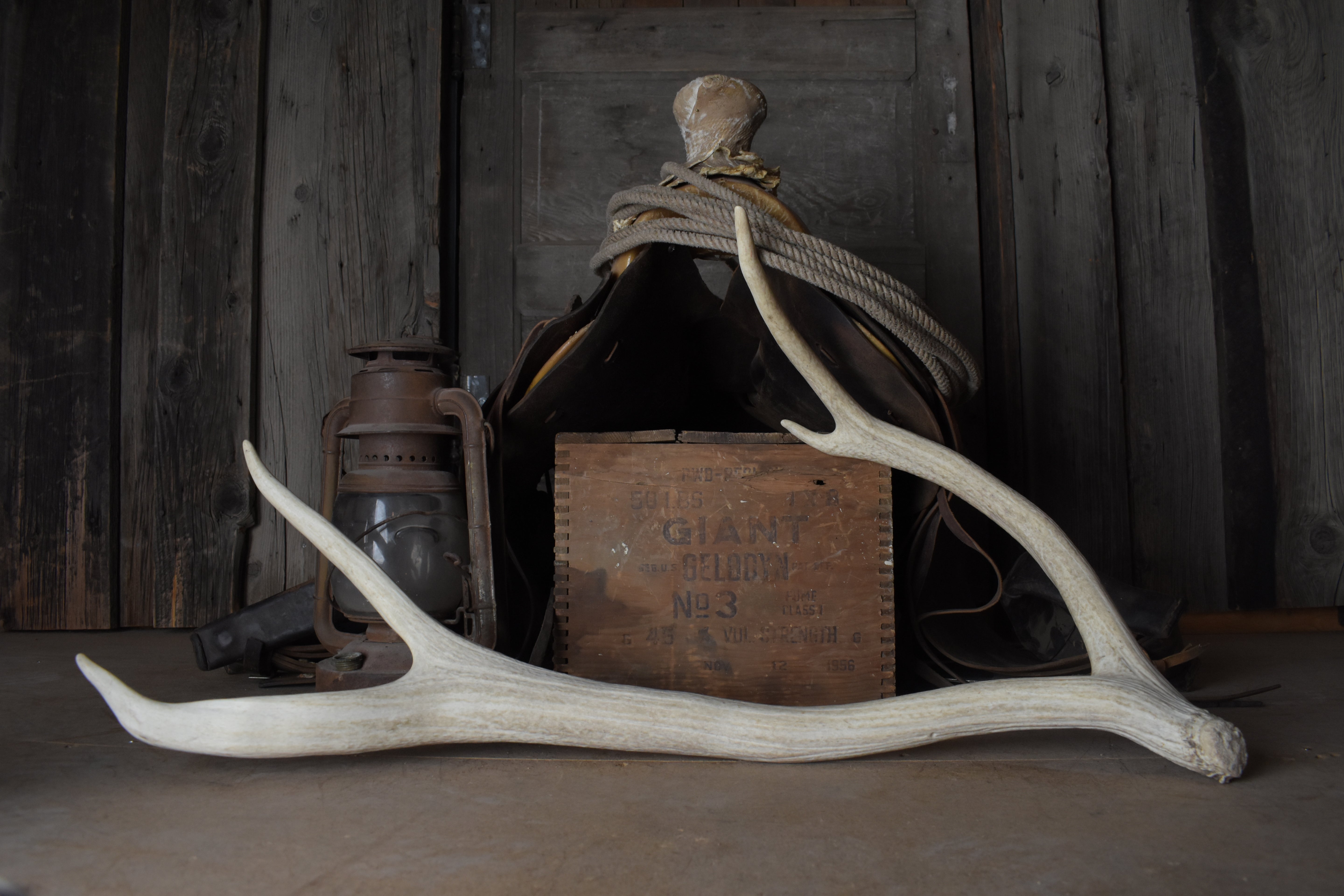 Elk Antler | 48