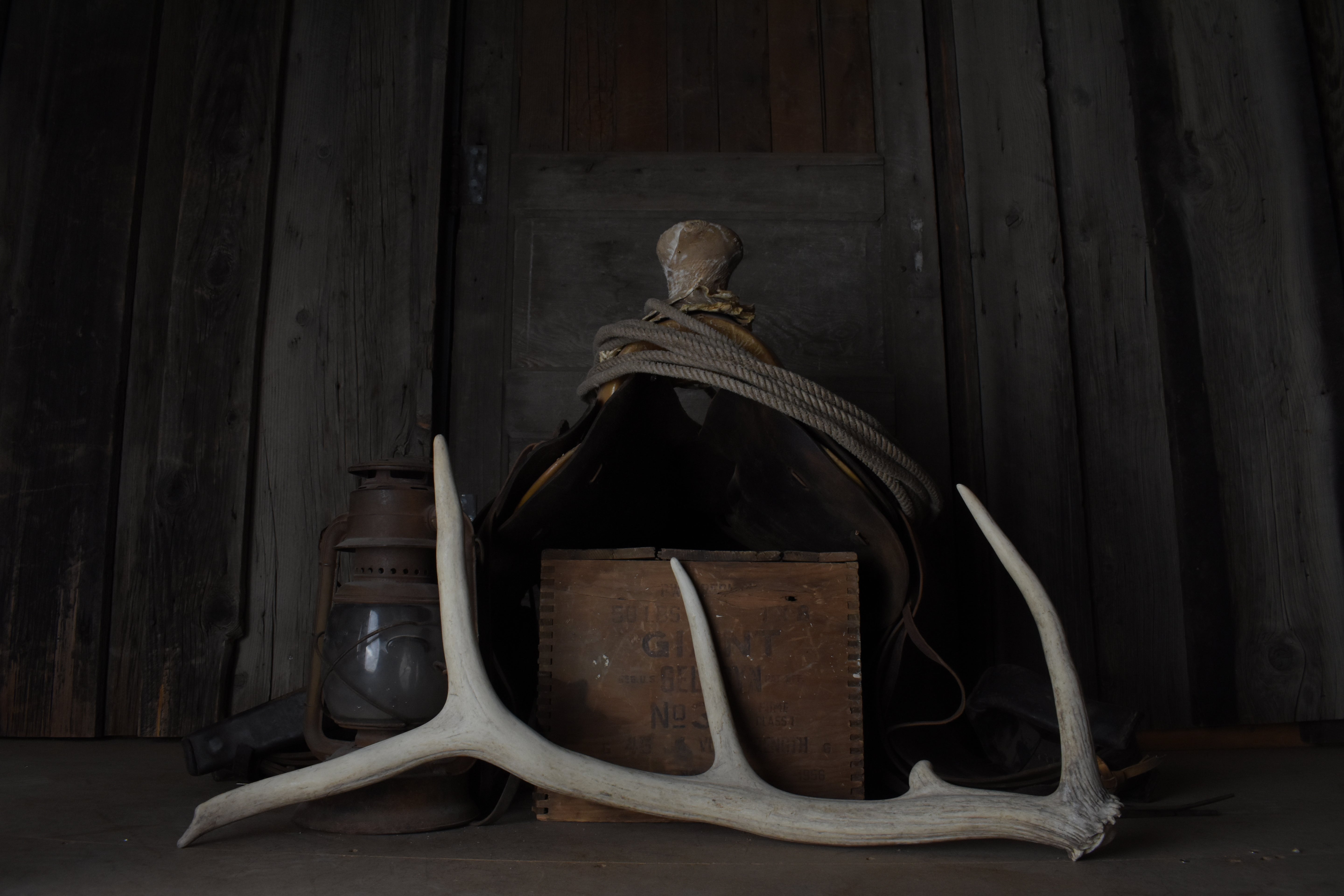 Elk Antler | 49