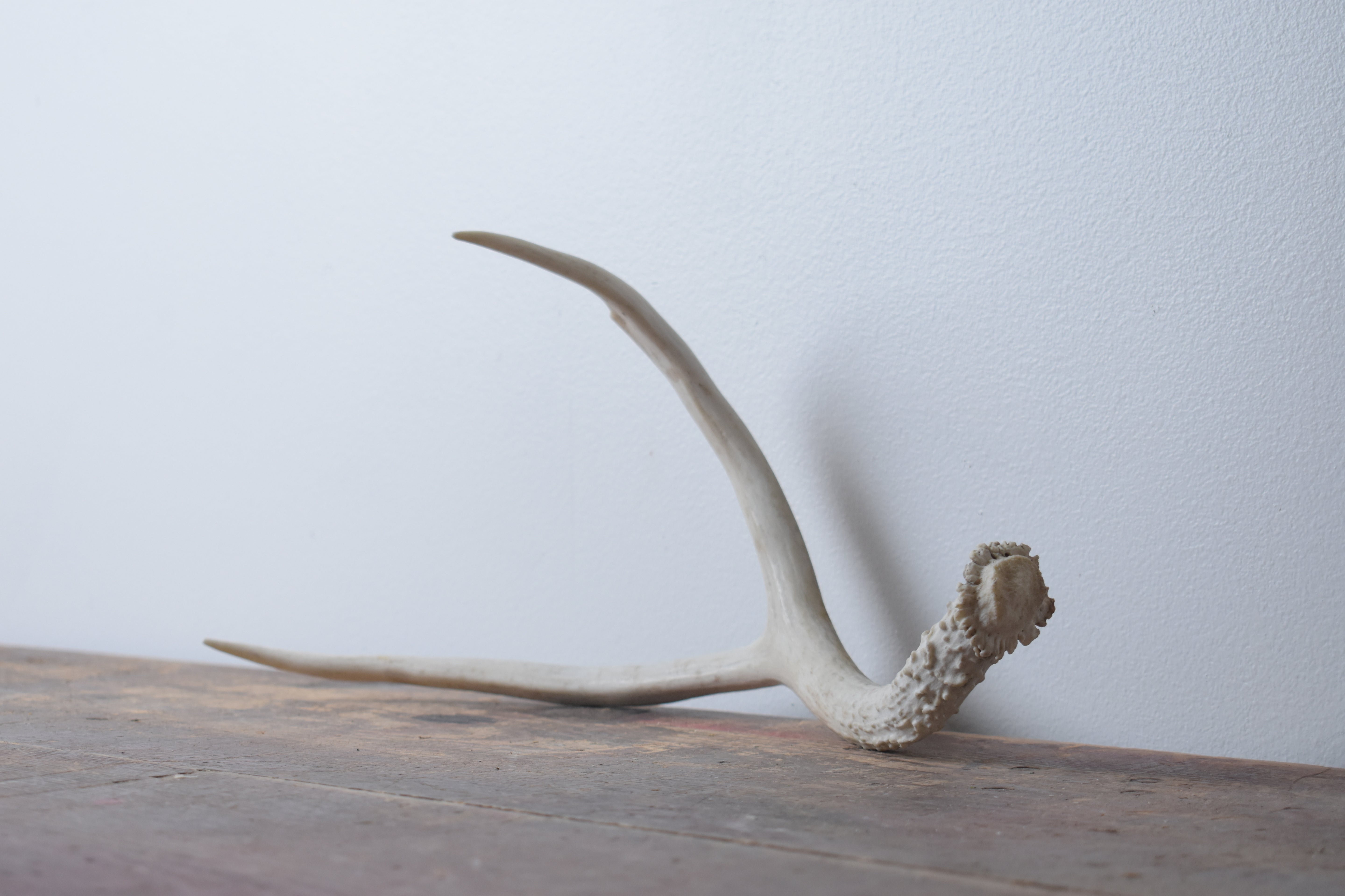 Mule Deer Antler | 15