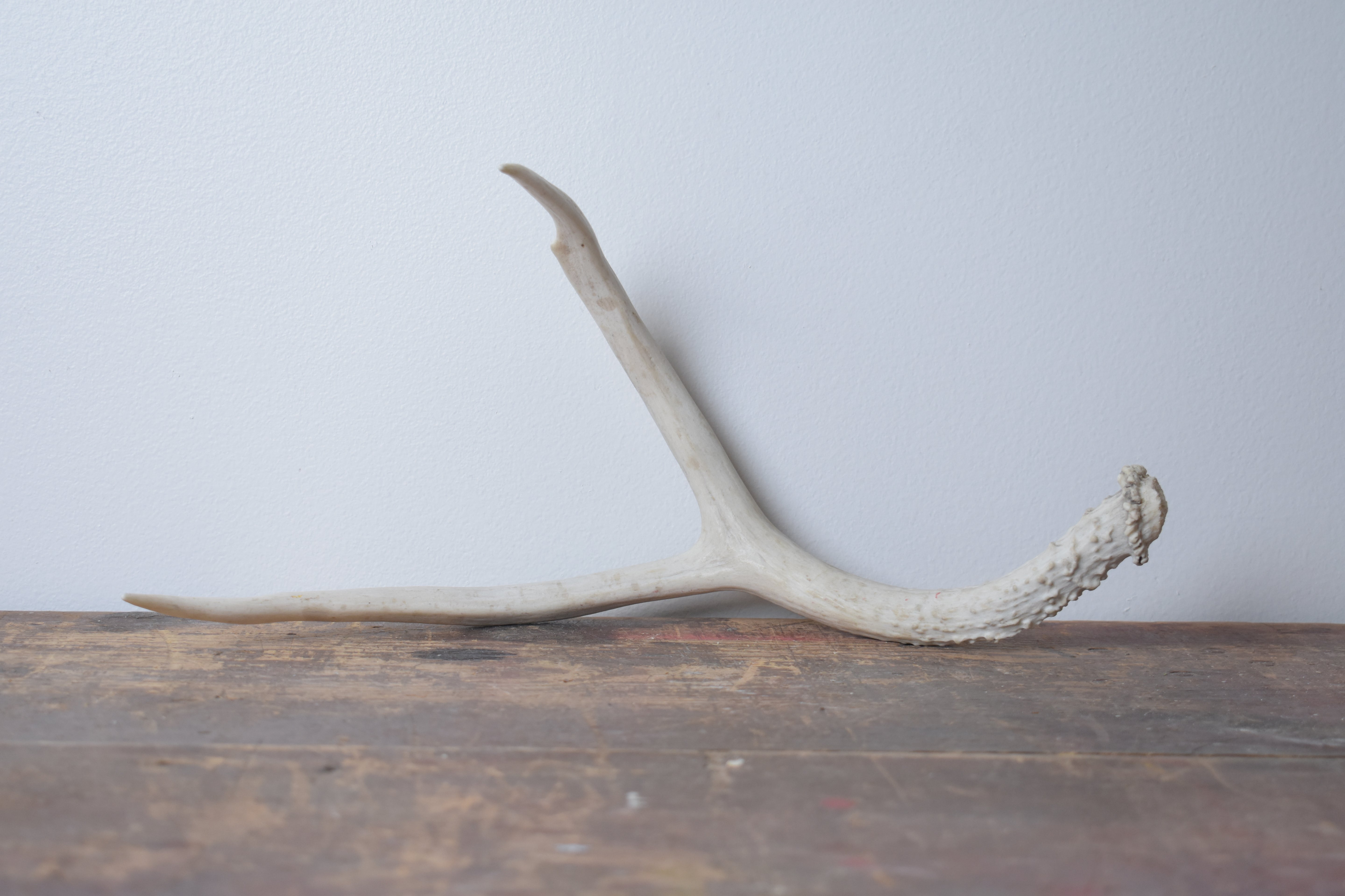 Mule Deer Antler | 15