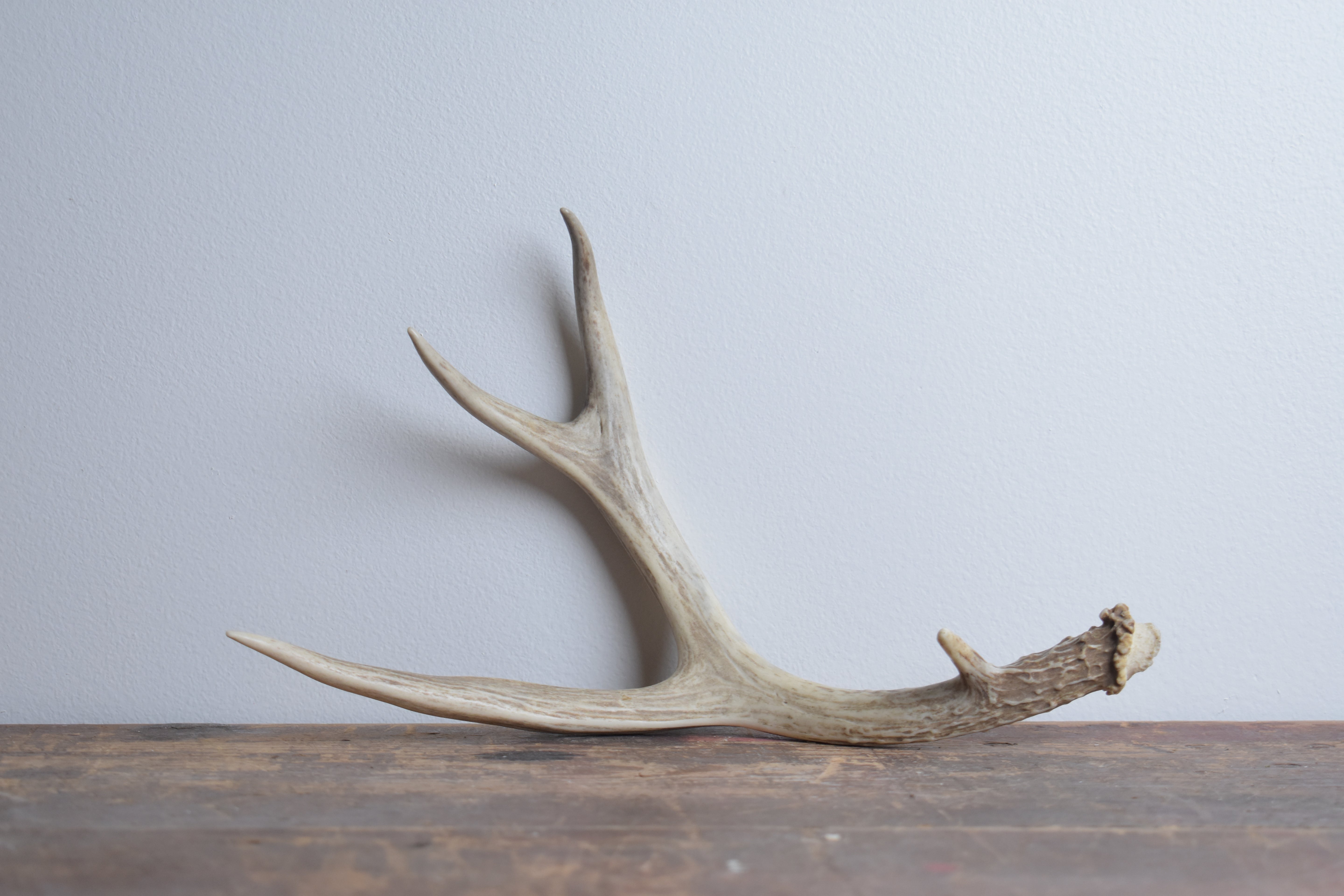 Whitetail Deer Antler | 05