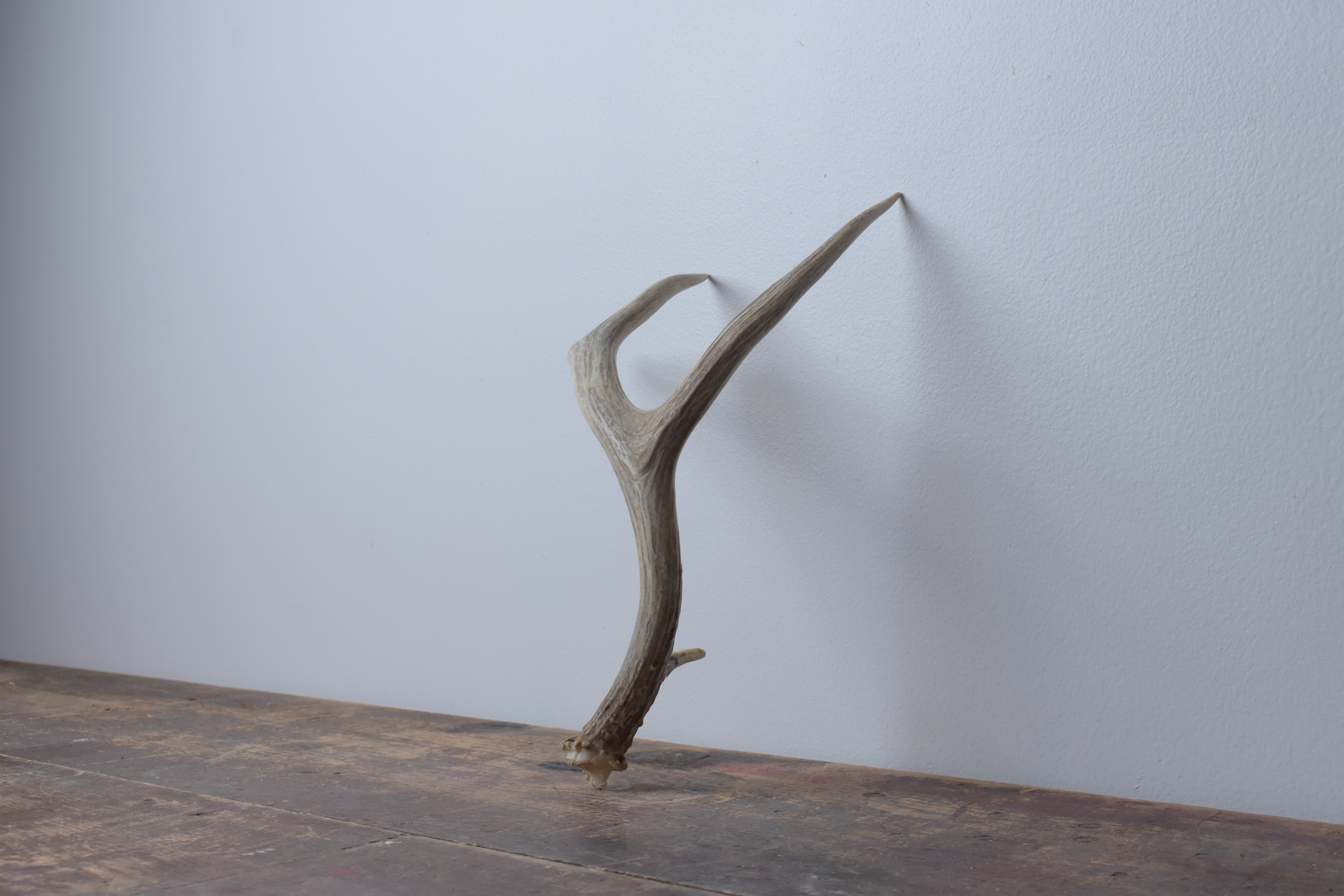 Whitetail Deer Antler | Small Size | 05