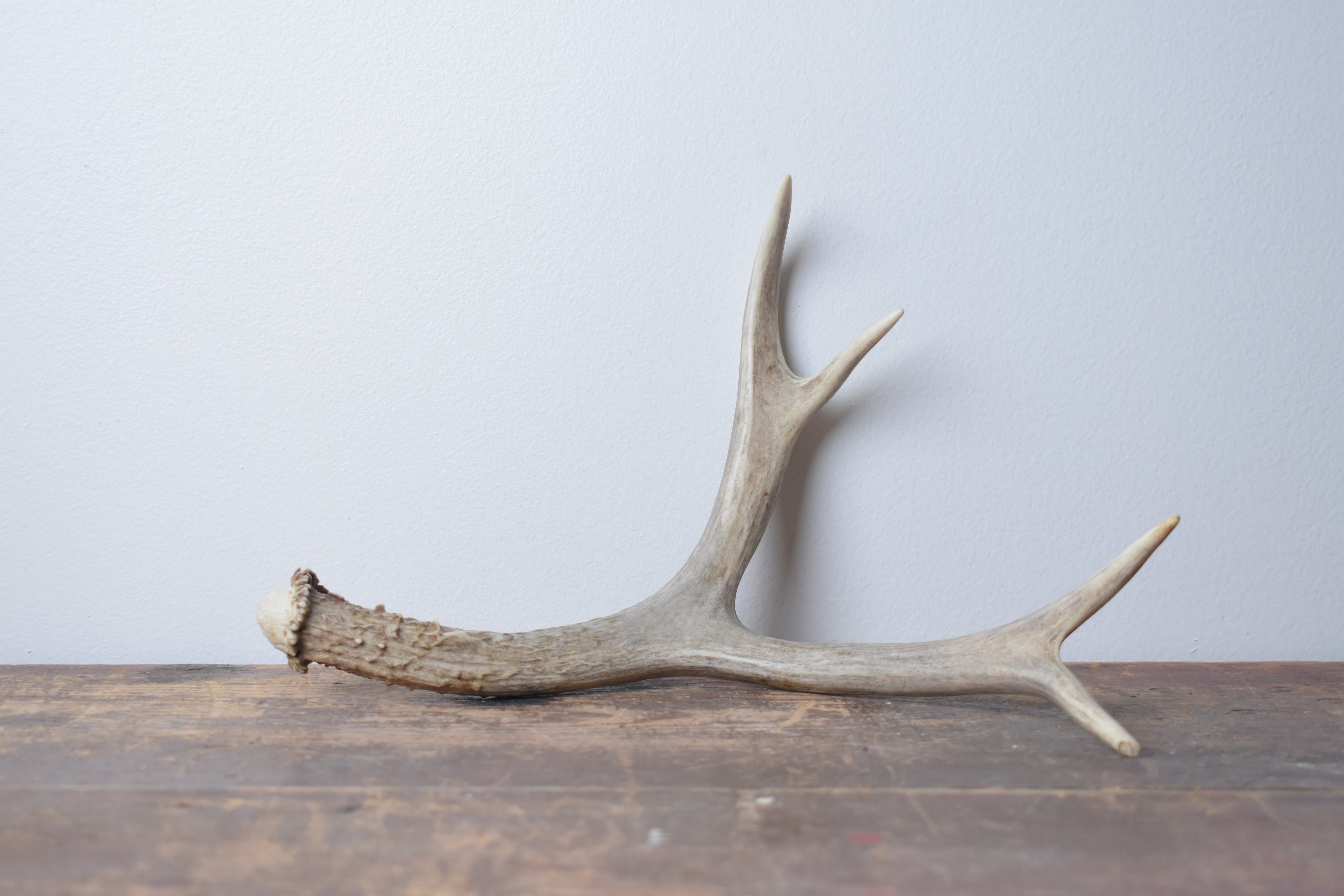 Mule Deer Antler | 20