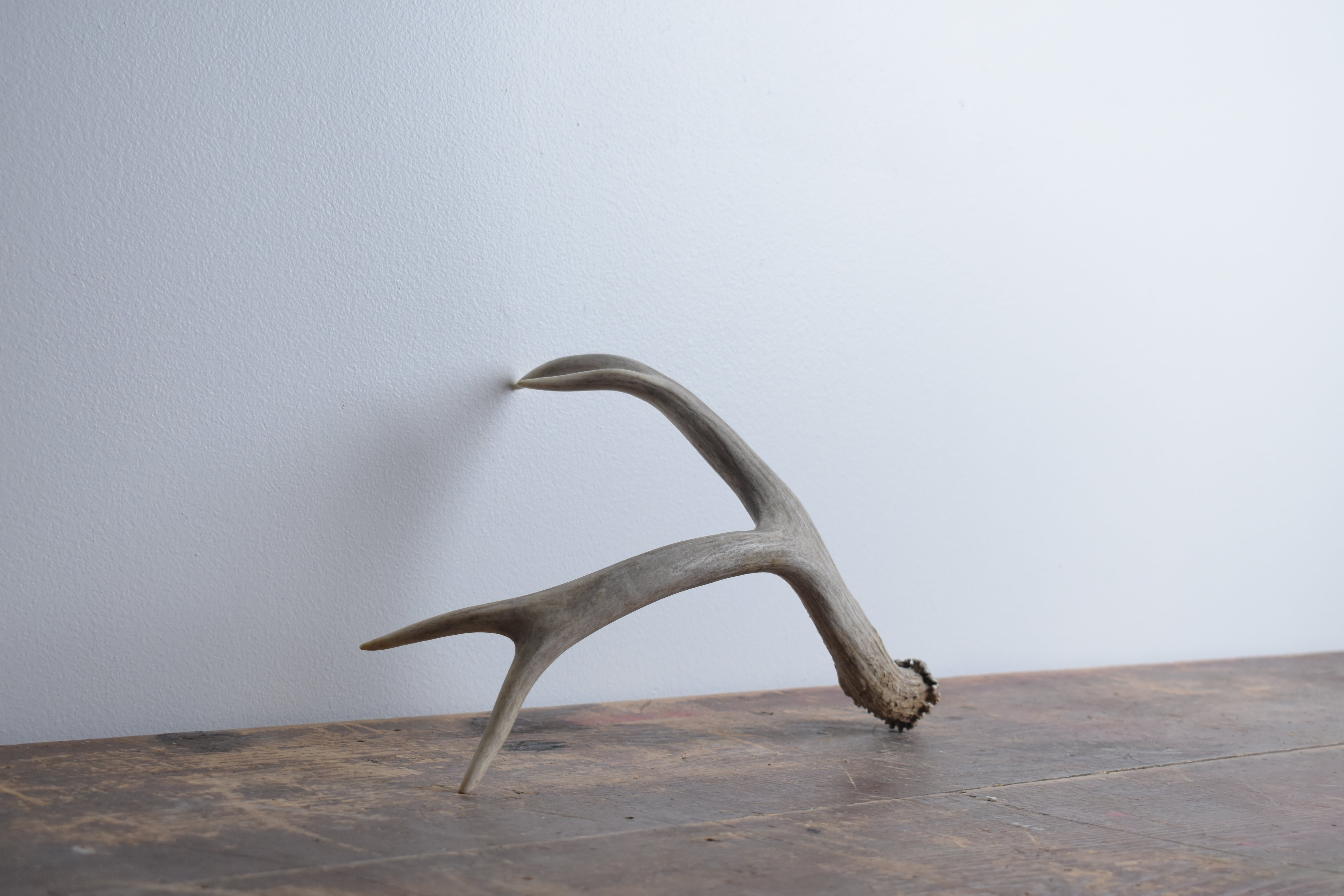 Mule Deer Antler | Small Size | 20