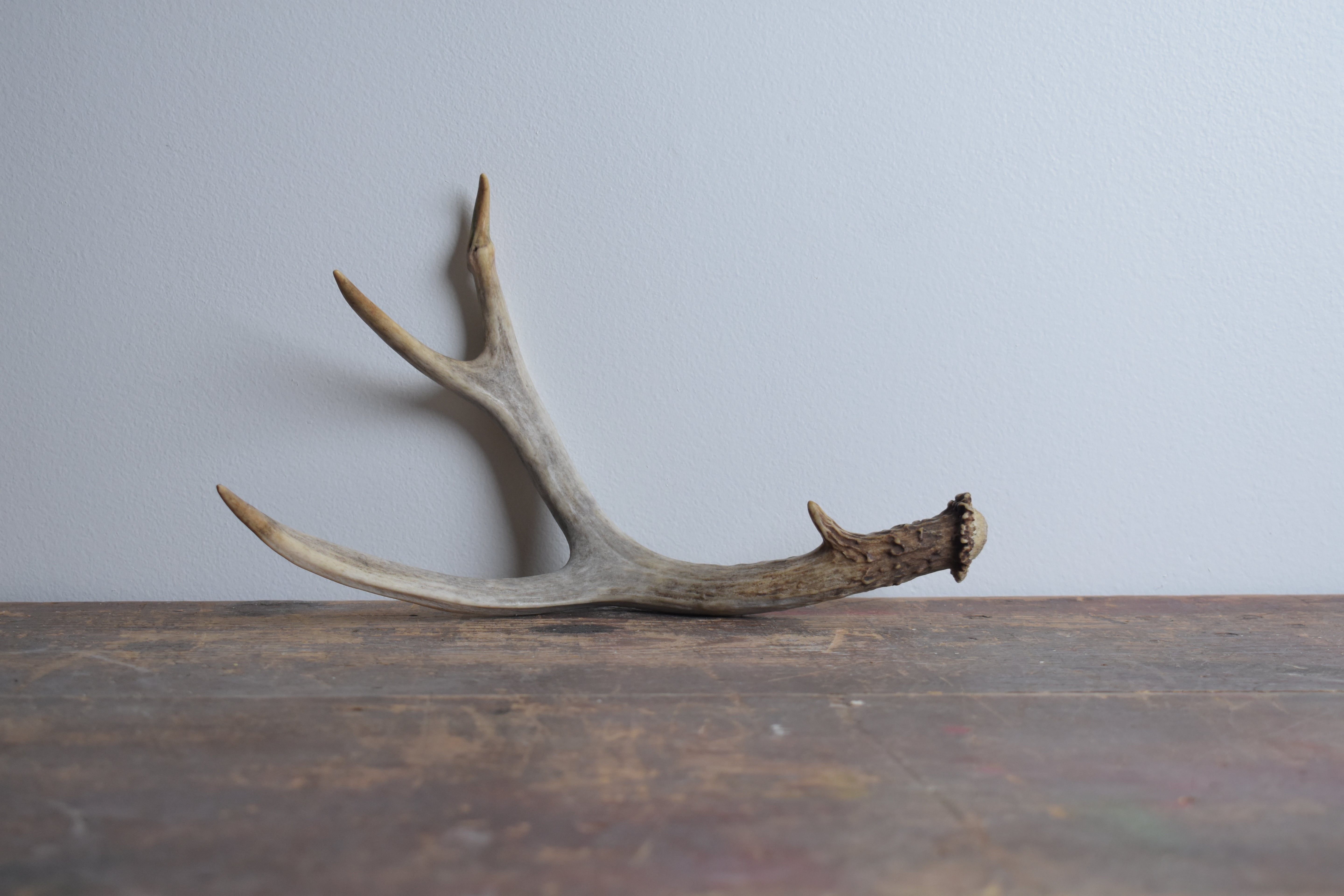 Whitetail Deer Antler | 04