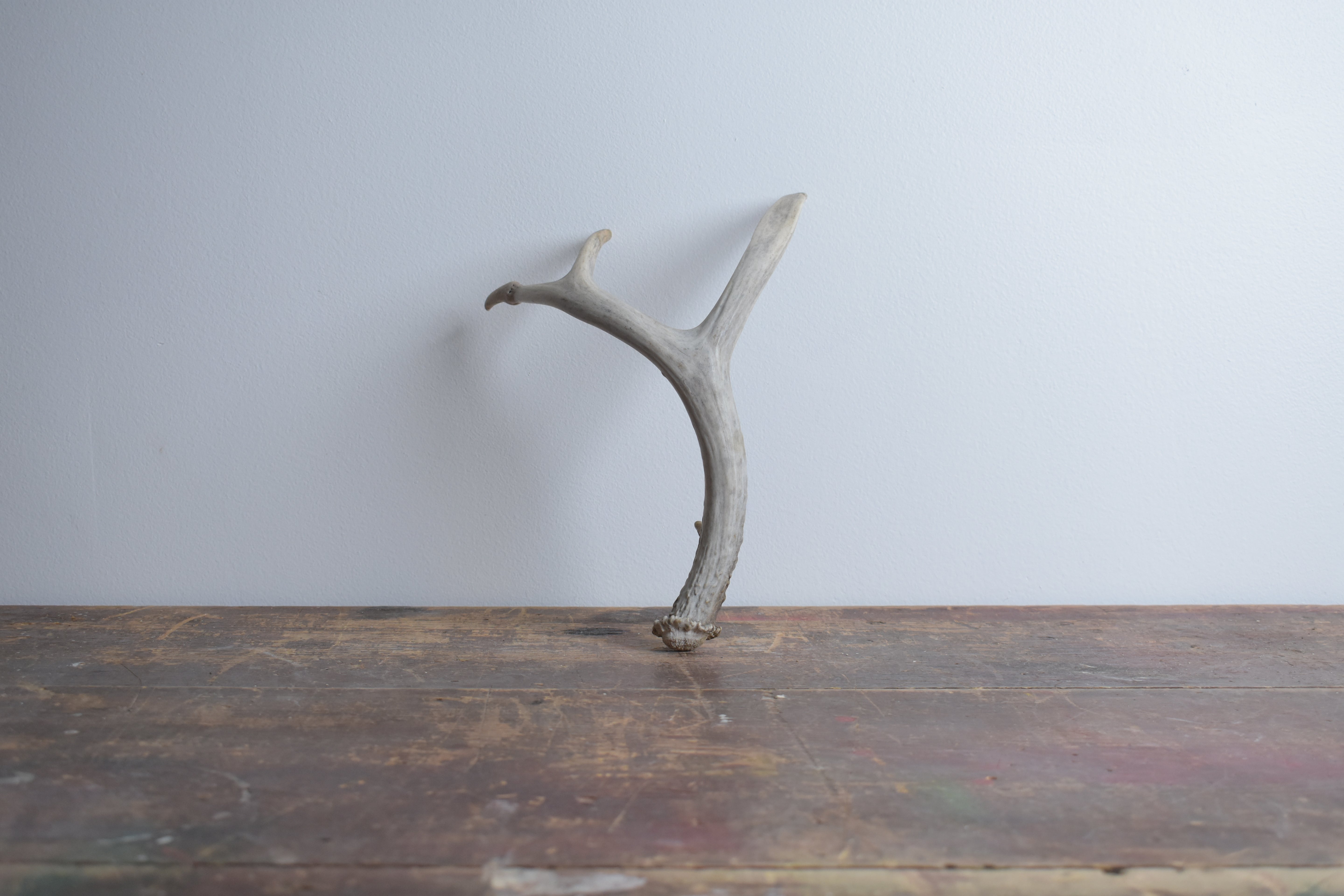 Whitetail Deer Antler | Small Size | 04