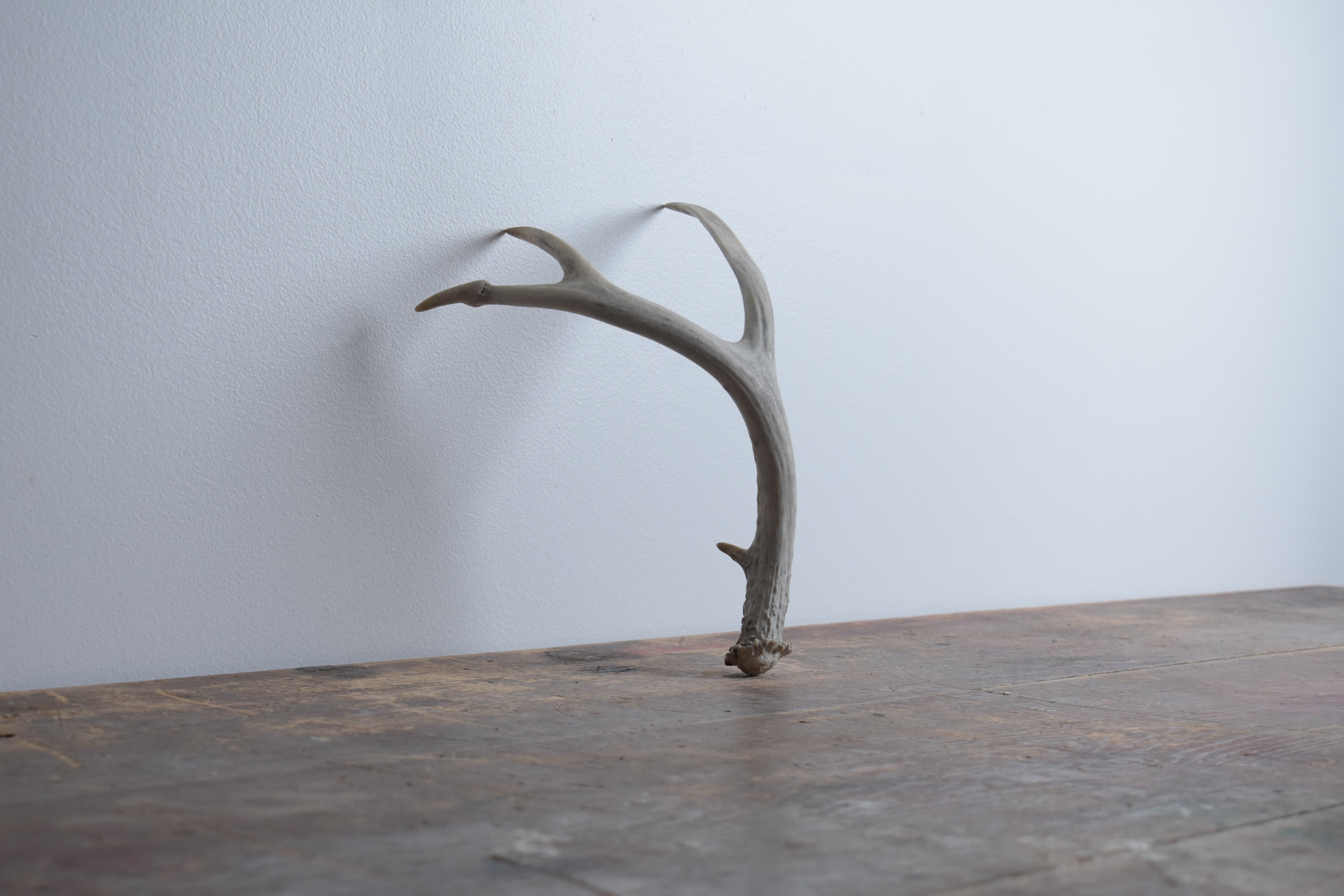 Whitetail Deer Antler | Small Size | 04