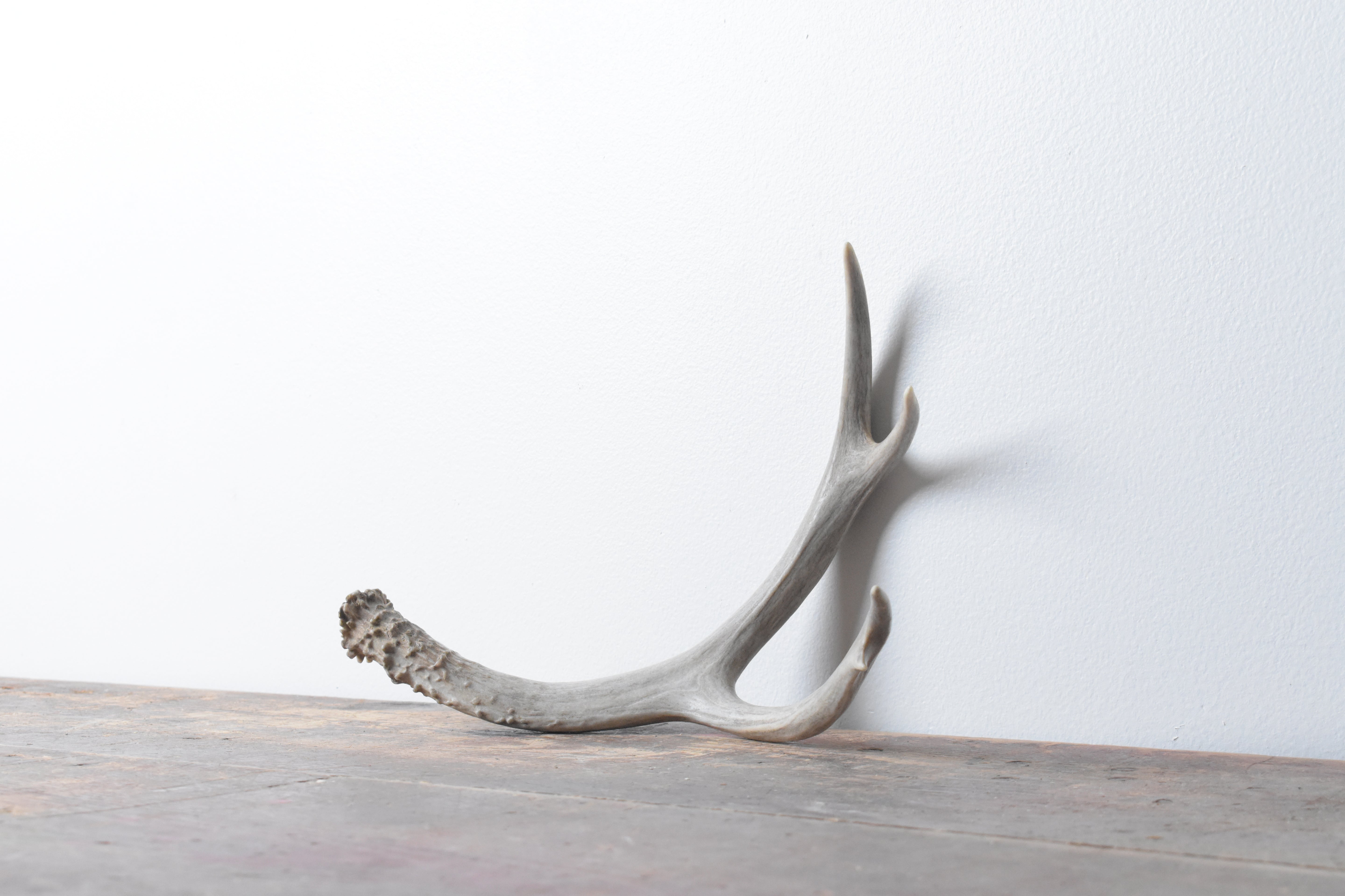 Mule Deer Antler | Small Size | 09