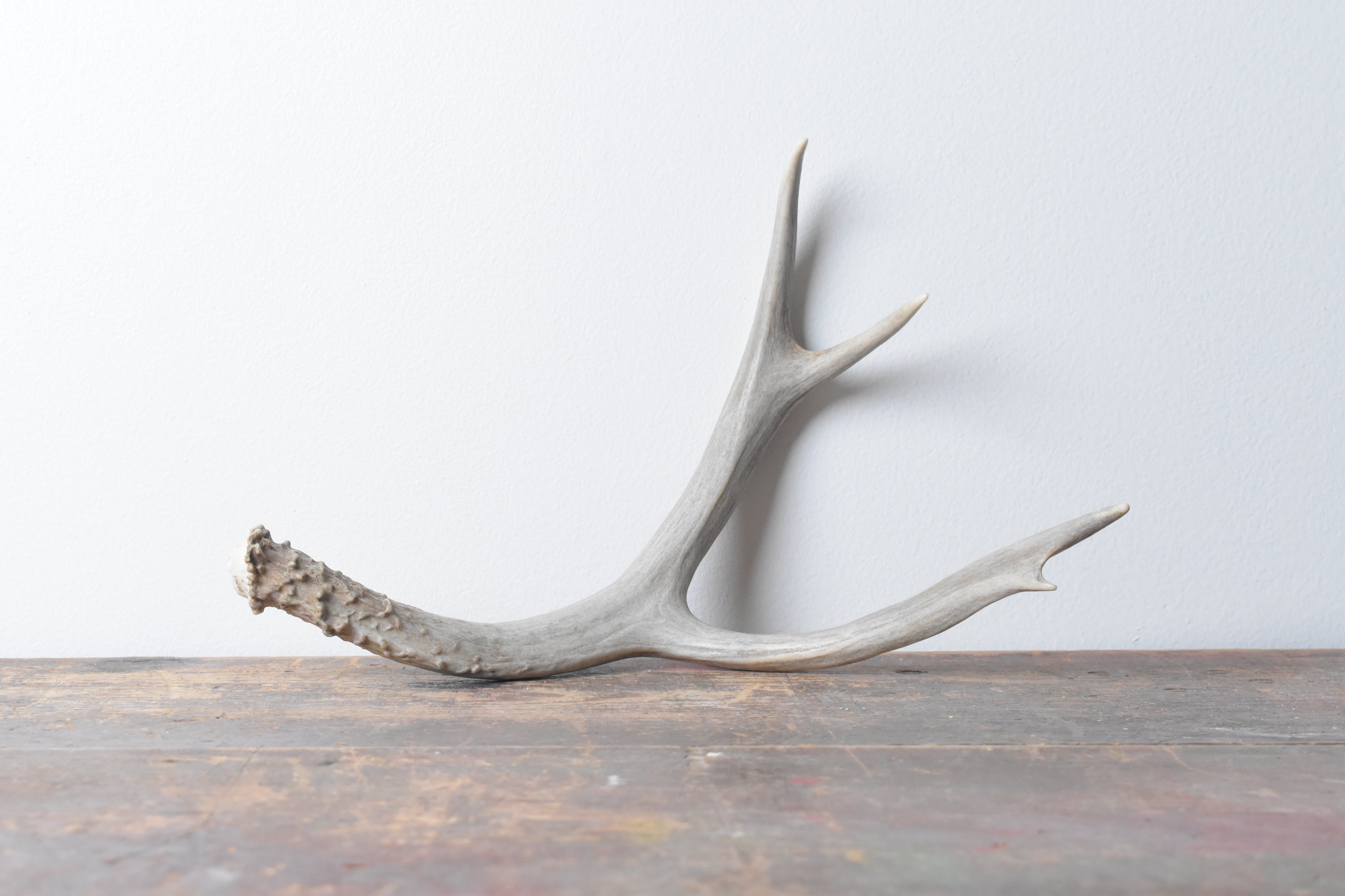 Mule Deer Antler | 09