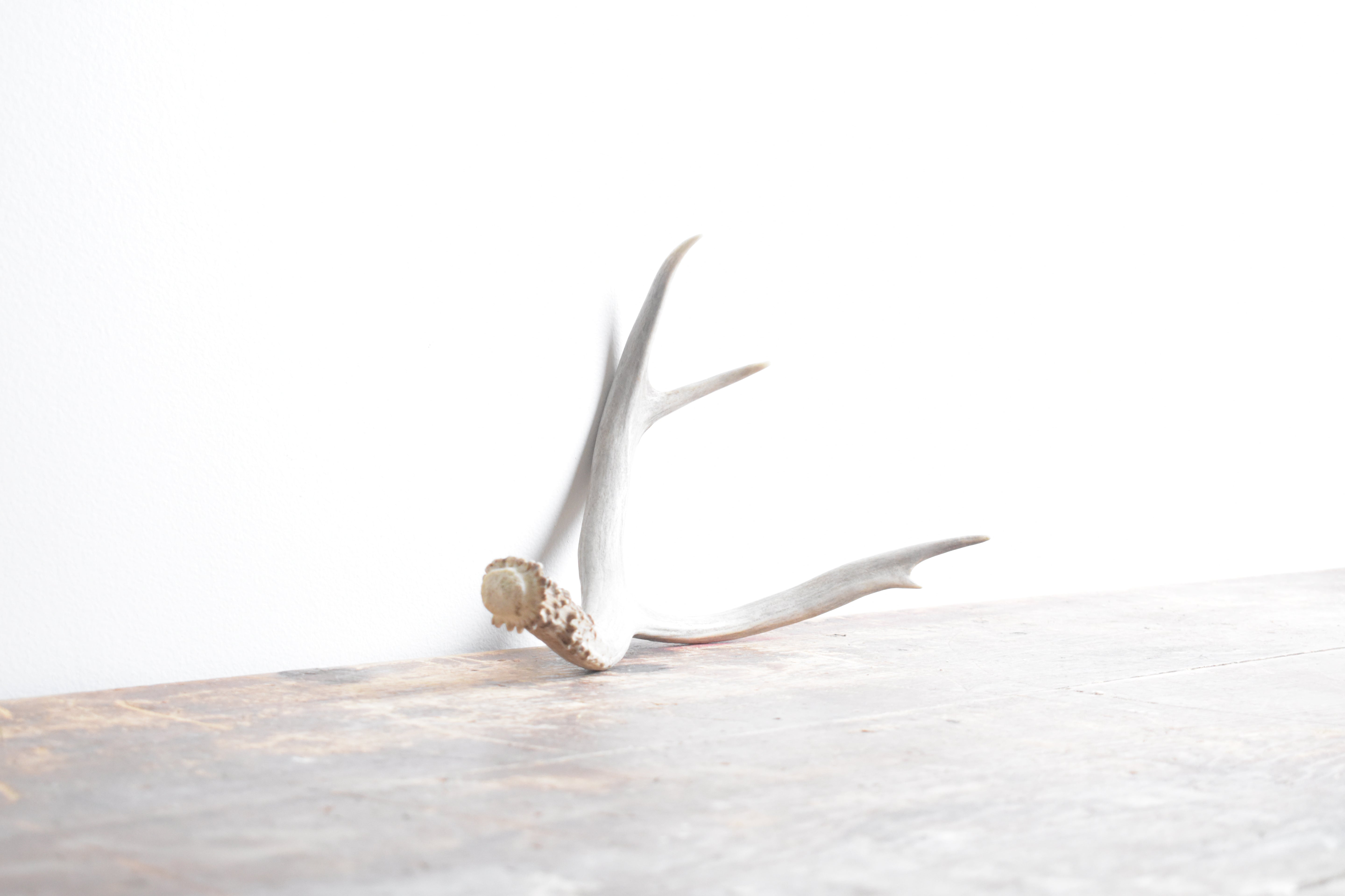 Mule Deer Antler | Small Size | 09