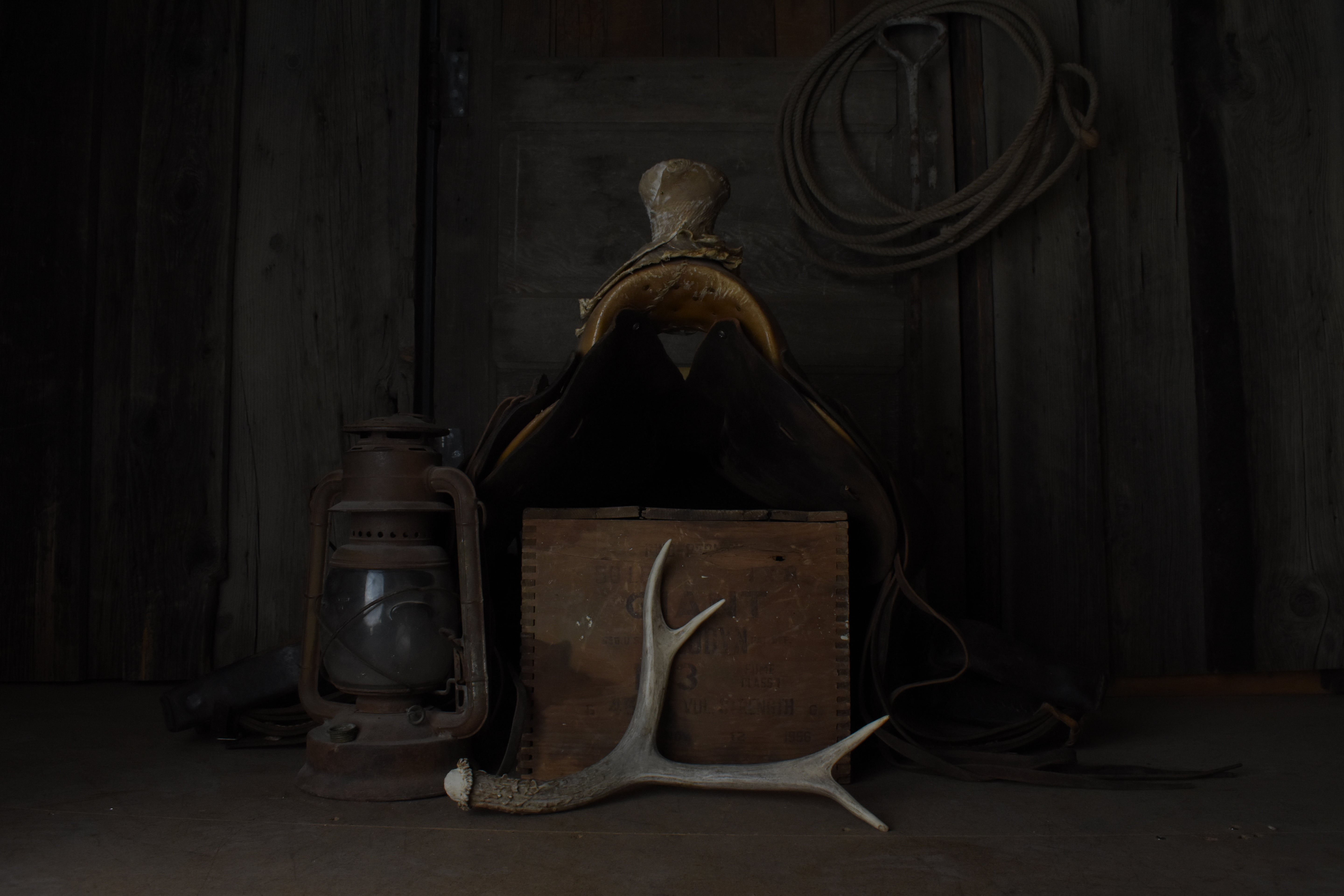 Mule Deer Antler | 20