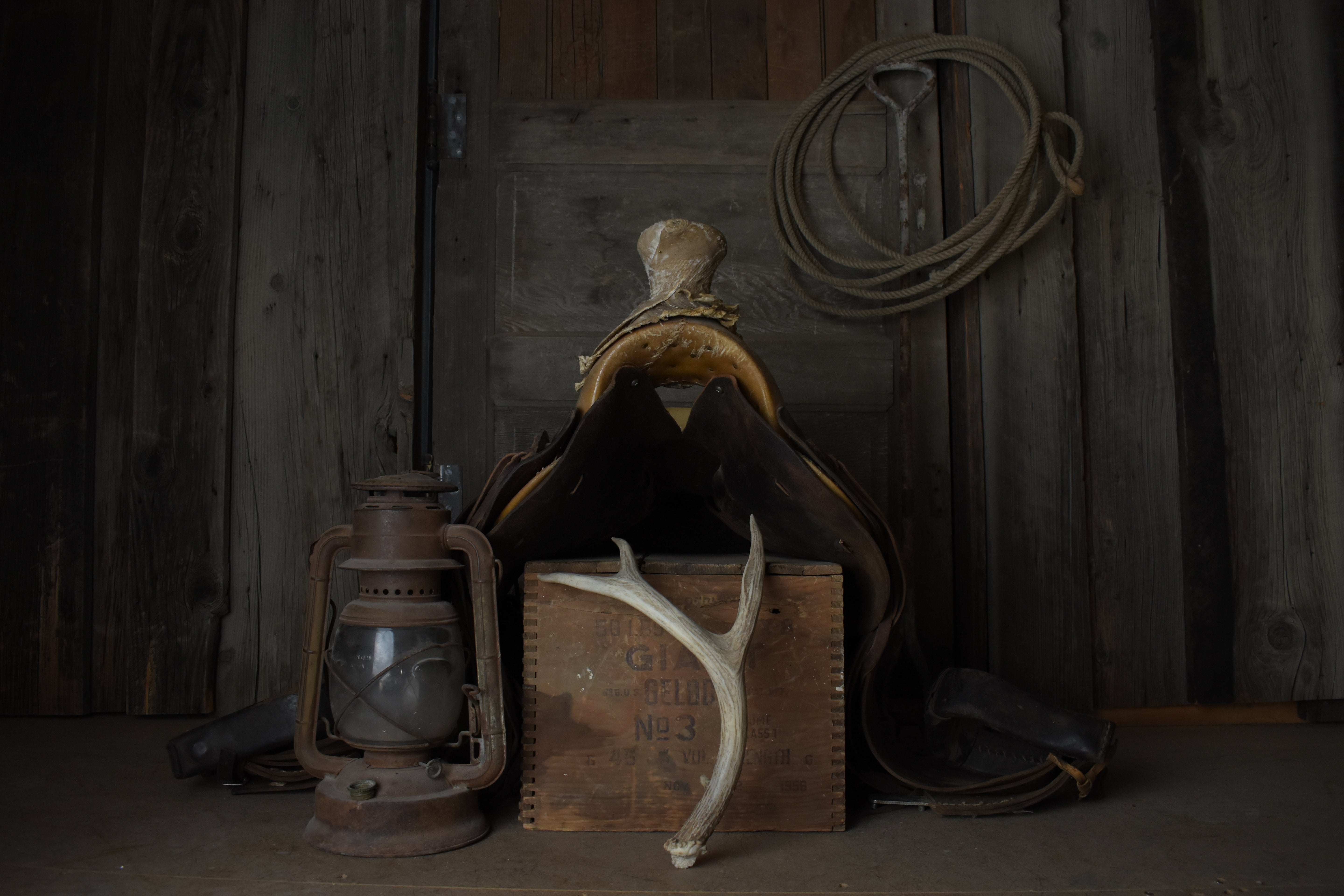 Whitetail Deer Antler | 05