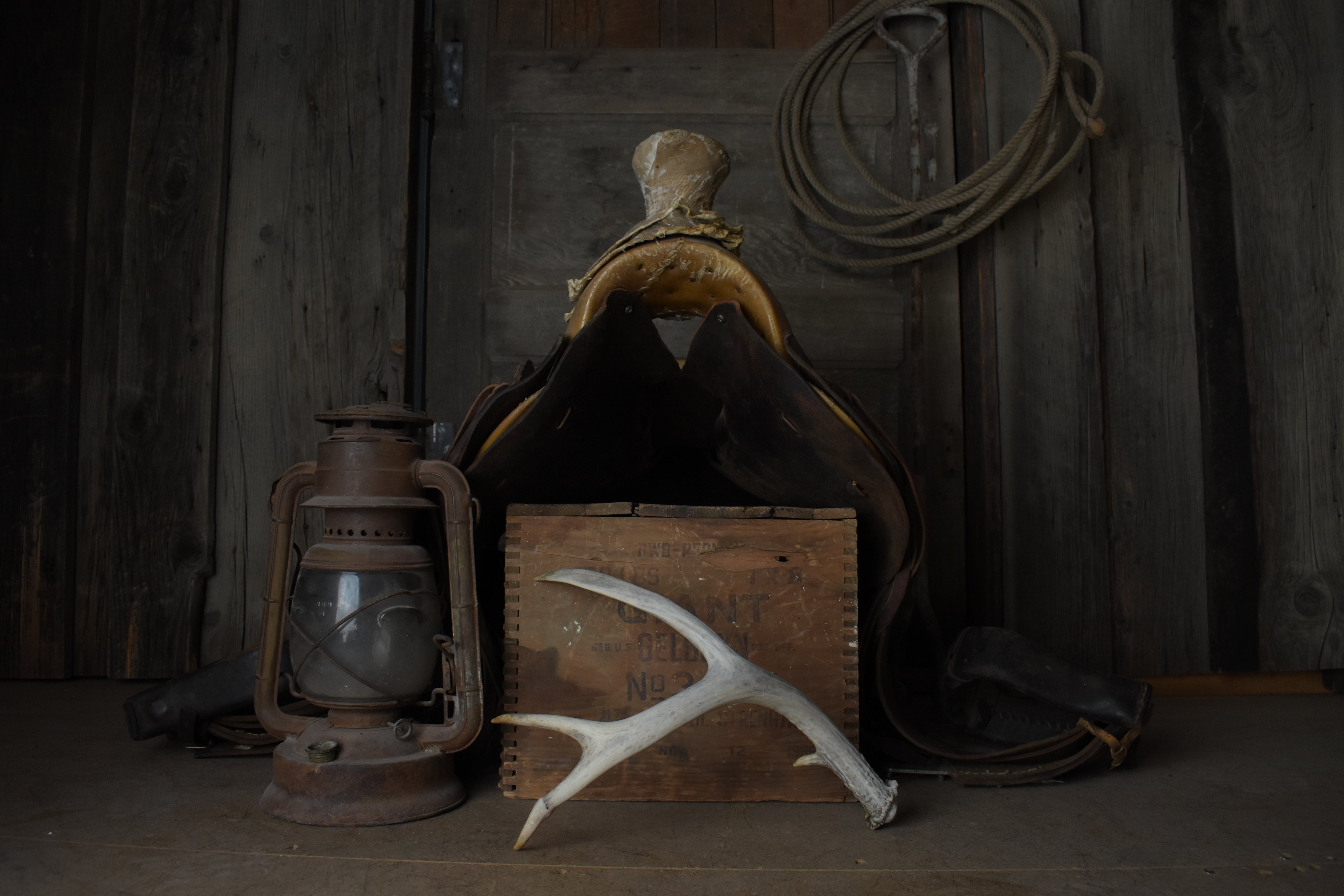 Whitetail Deer Antler | 04