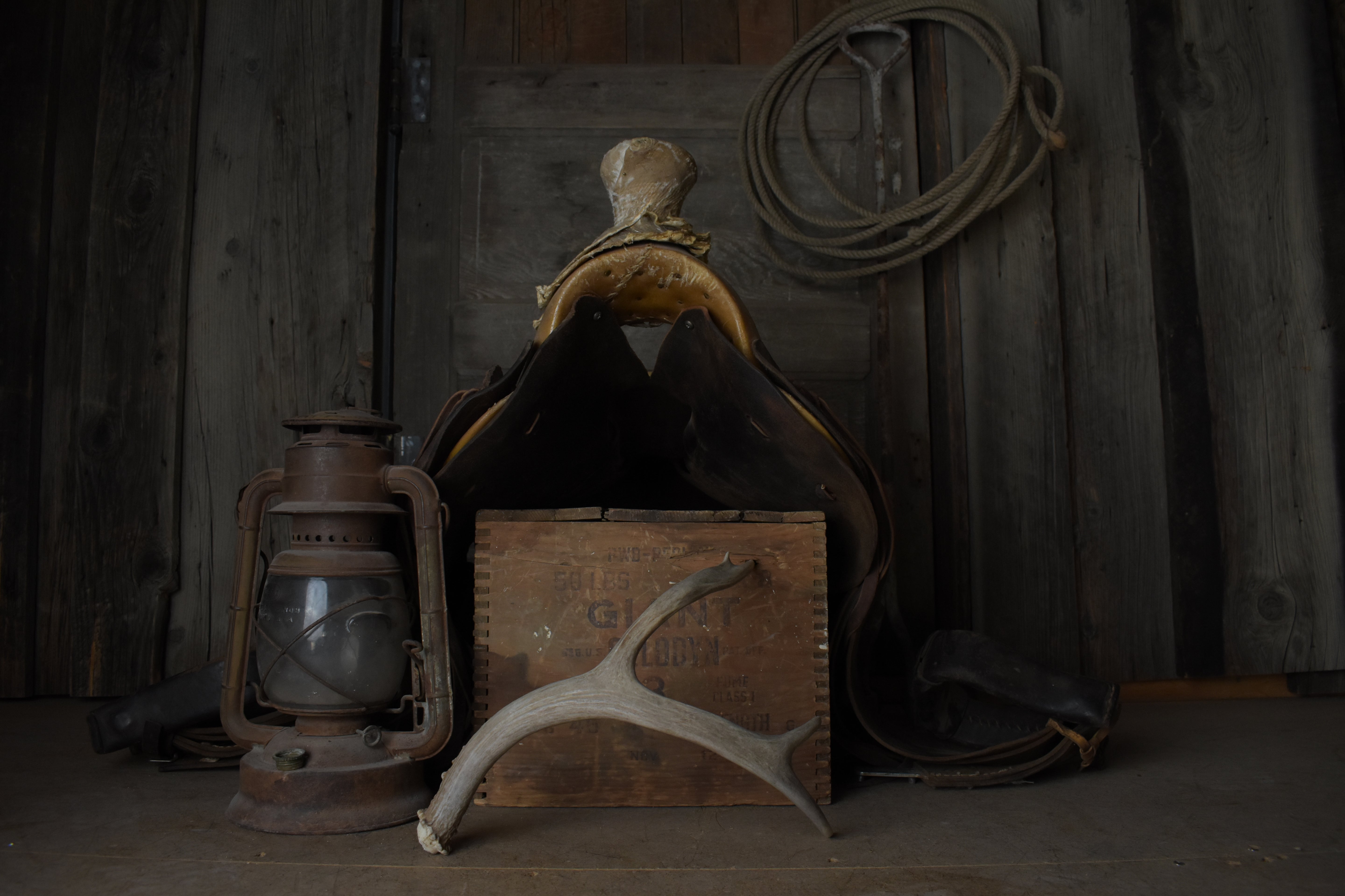 Mule Deer Antler | 09