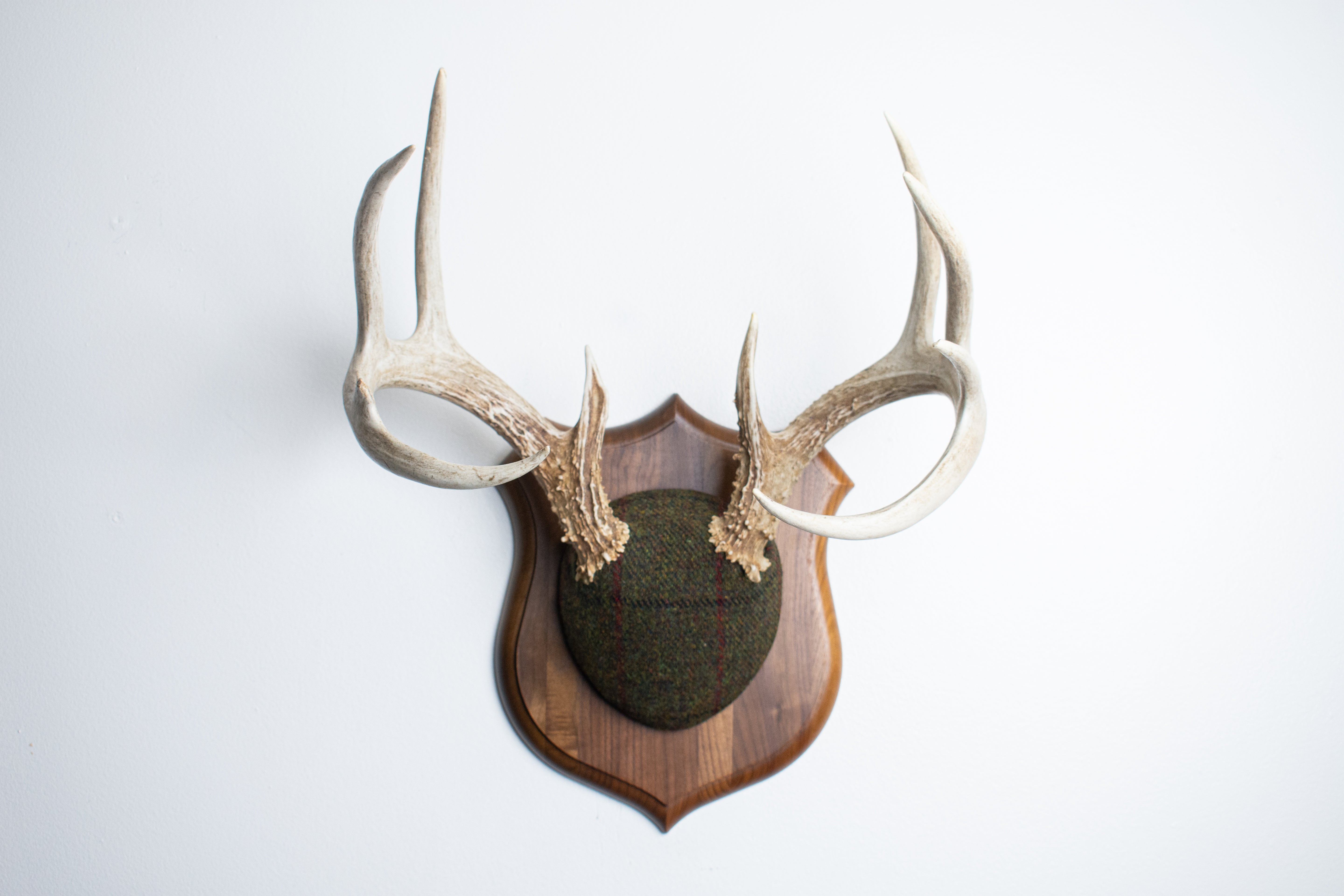 Whitetail Deer Antler Mount | Green mix with Black and Red Overcheck | 34