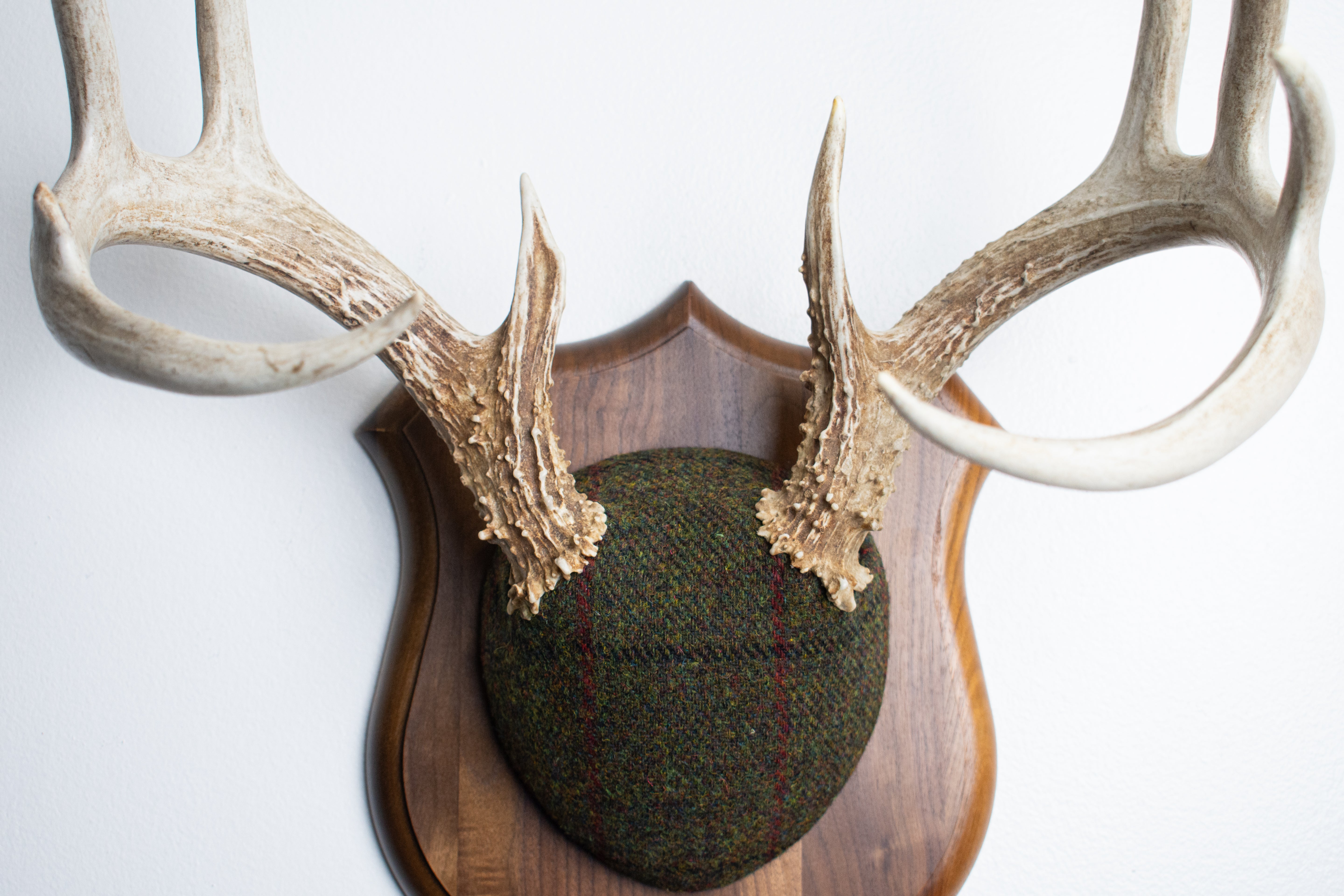 Whitetail Deer Antler Mount | Green mix with Black and Red Overcheck | 34