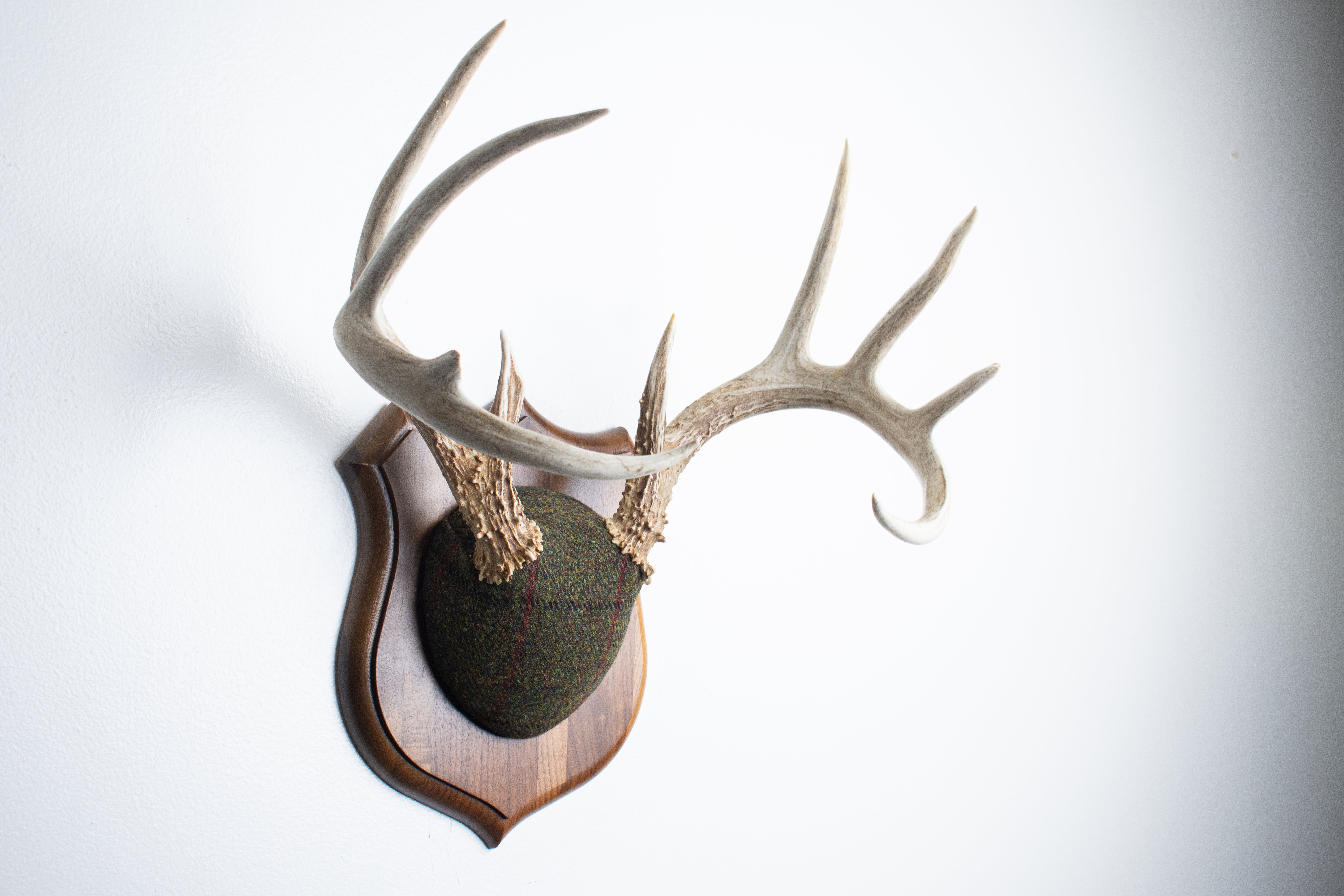 Whitetail Deer Antler Mount | Green mix with Black and Red Overcheck | 34