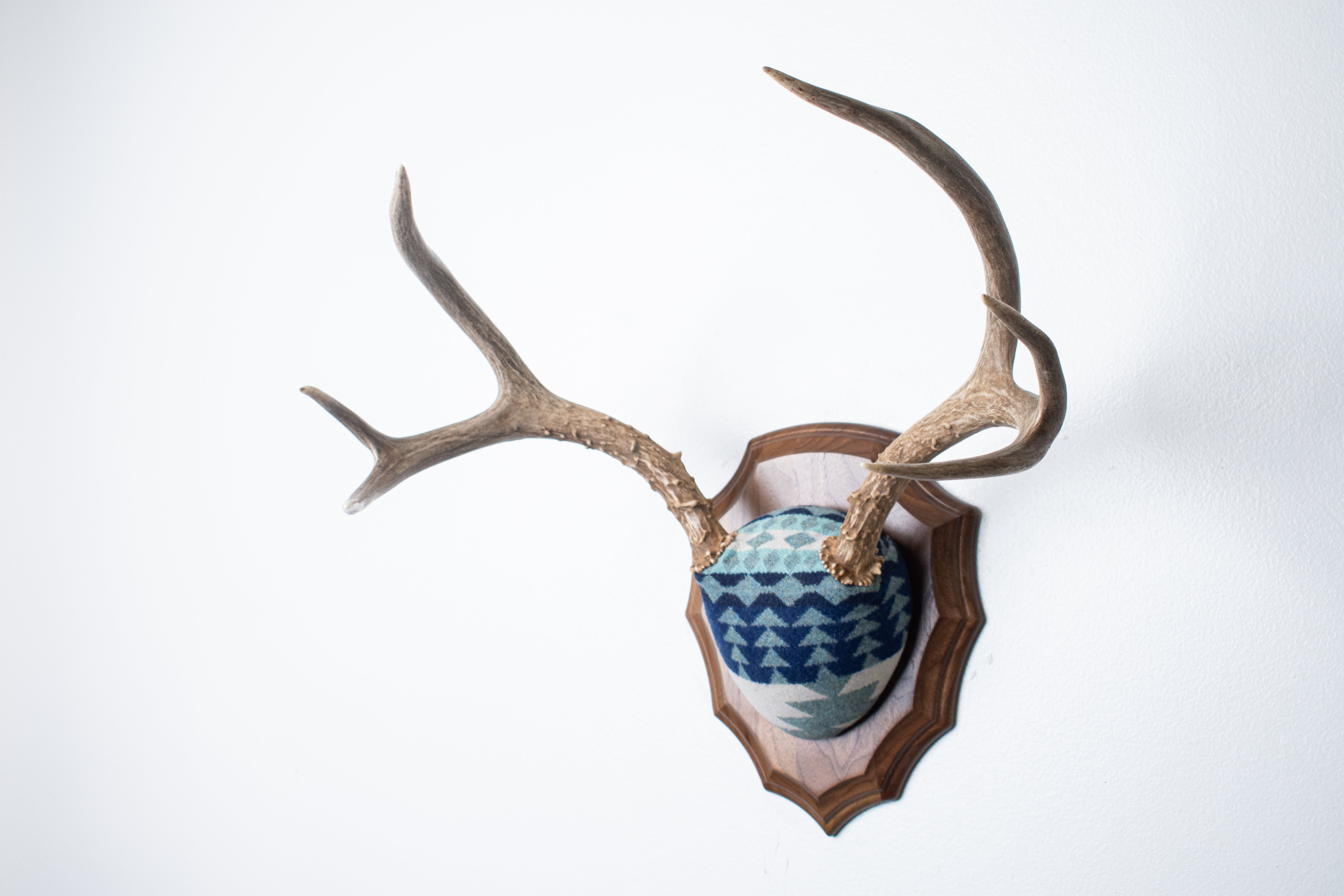Mule Deer Antler Mount | Glacier | 14