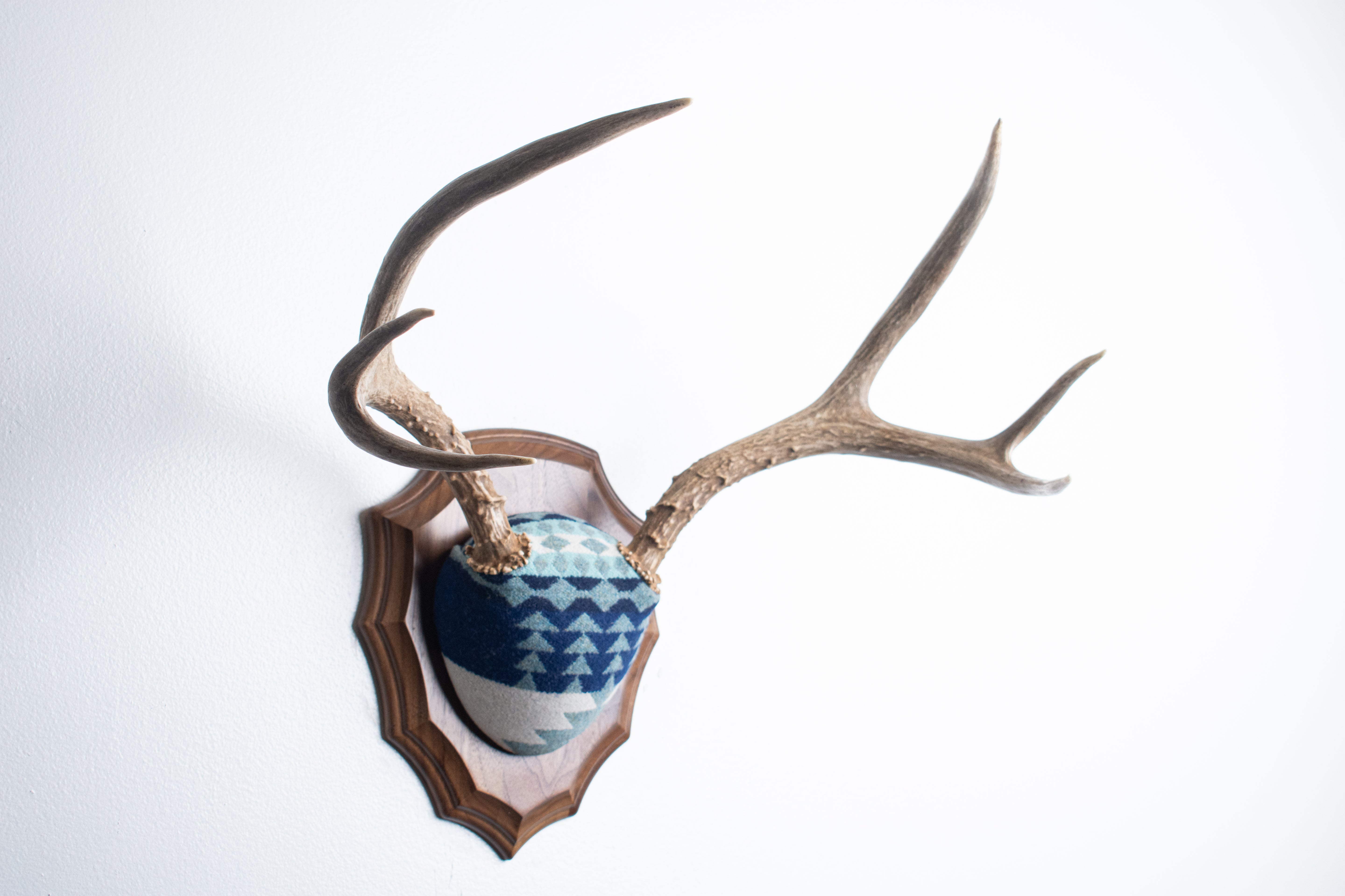 Mule Deer Antler Mount | Glacier | 14