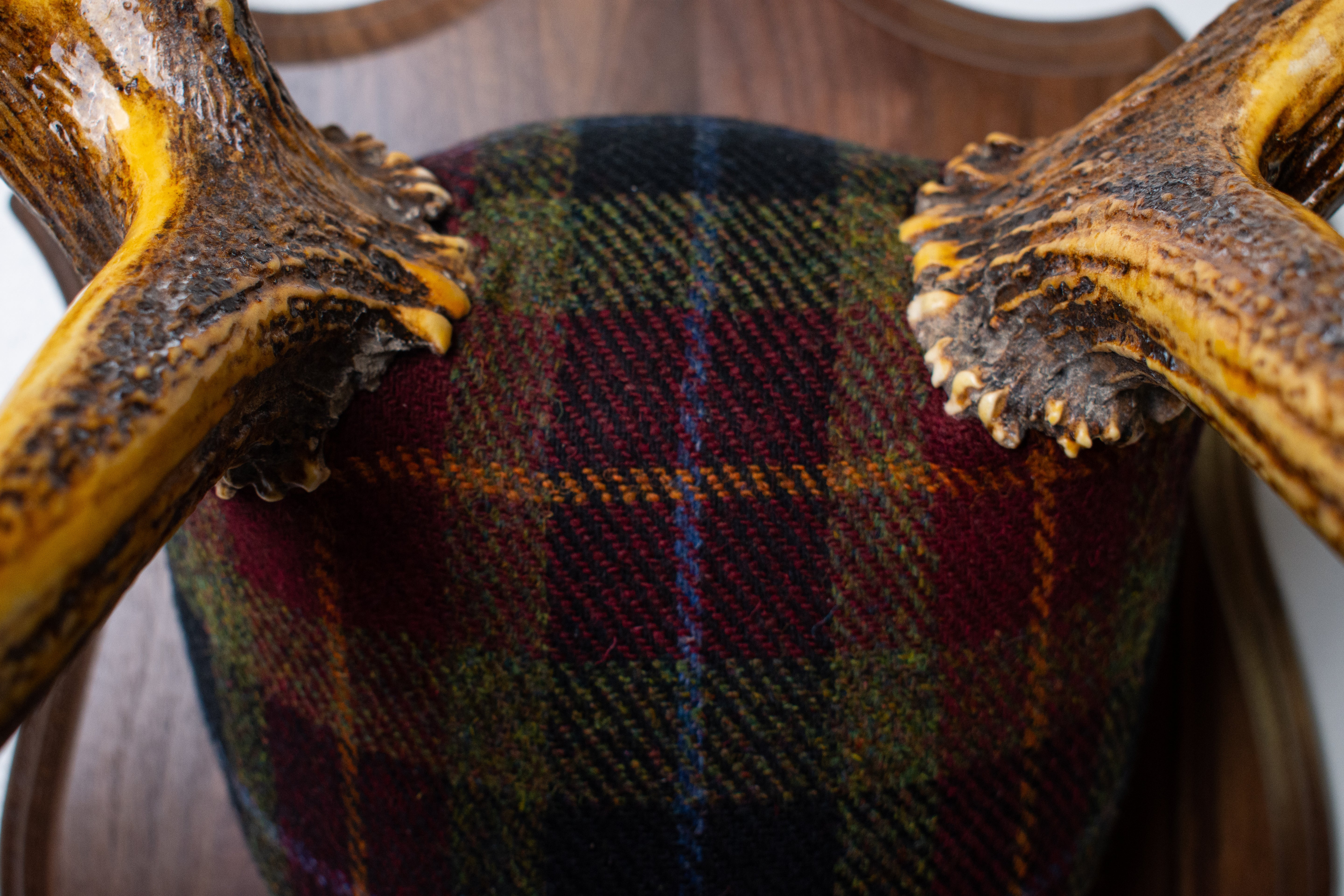 Elk Antler Mount | Green, Red & Black Tartan w/ Gold & Blue overchecks | 35