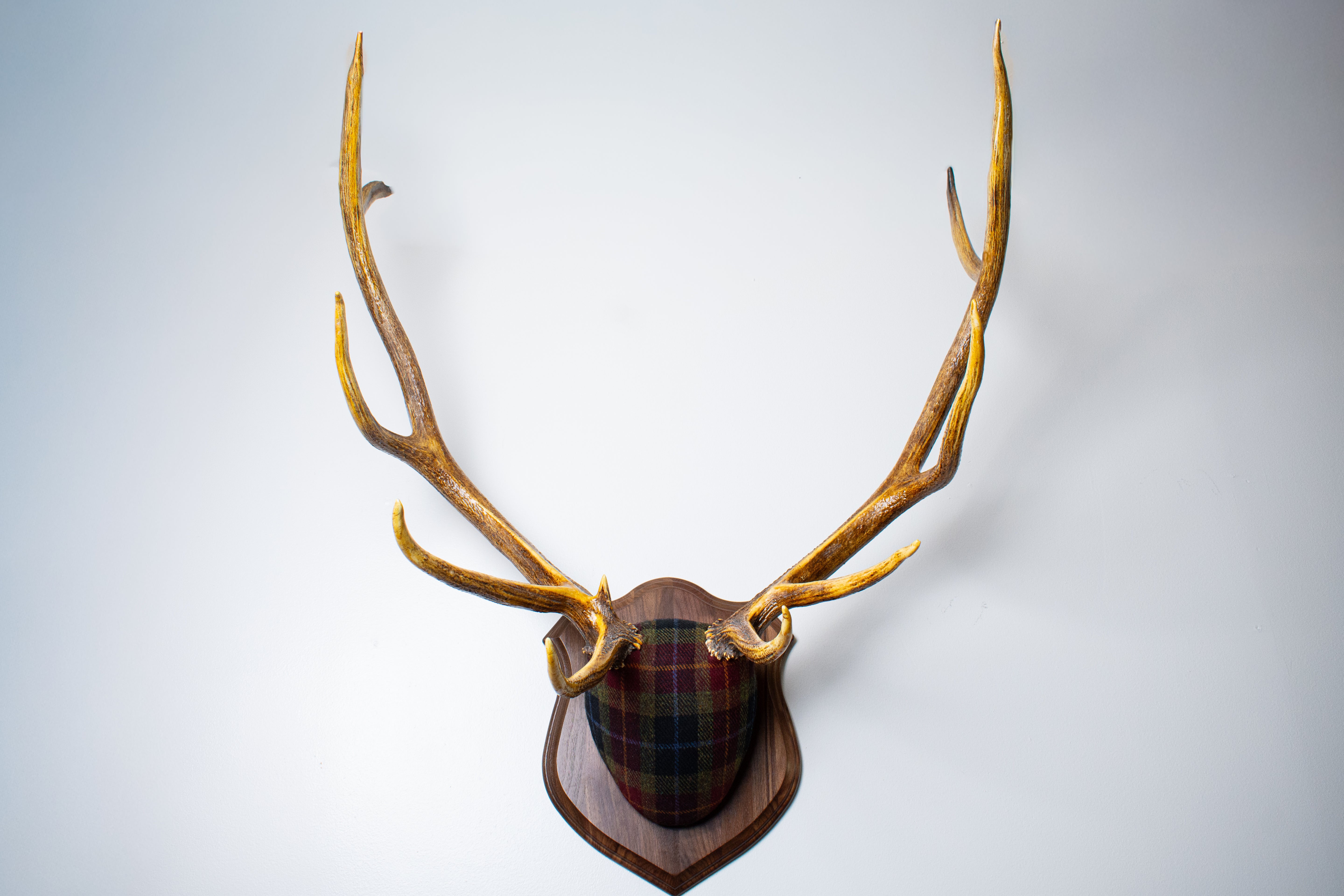 Elk Antler Mount | Green, Red & Black Tartan w/ Gold & Blue overchecks | 35