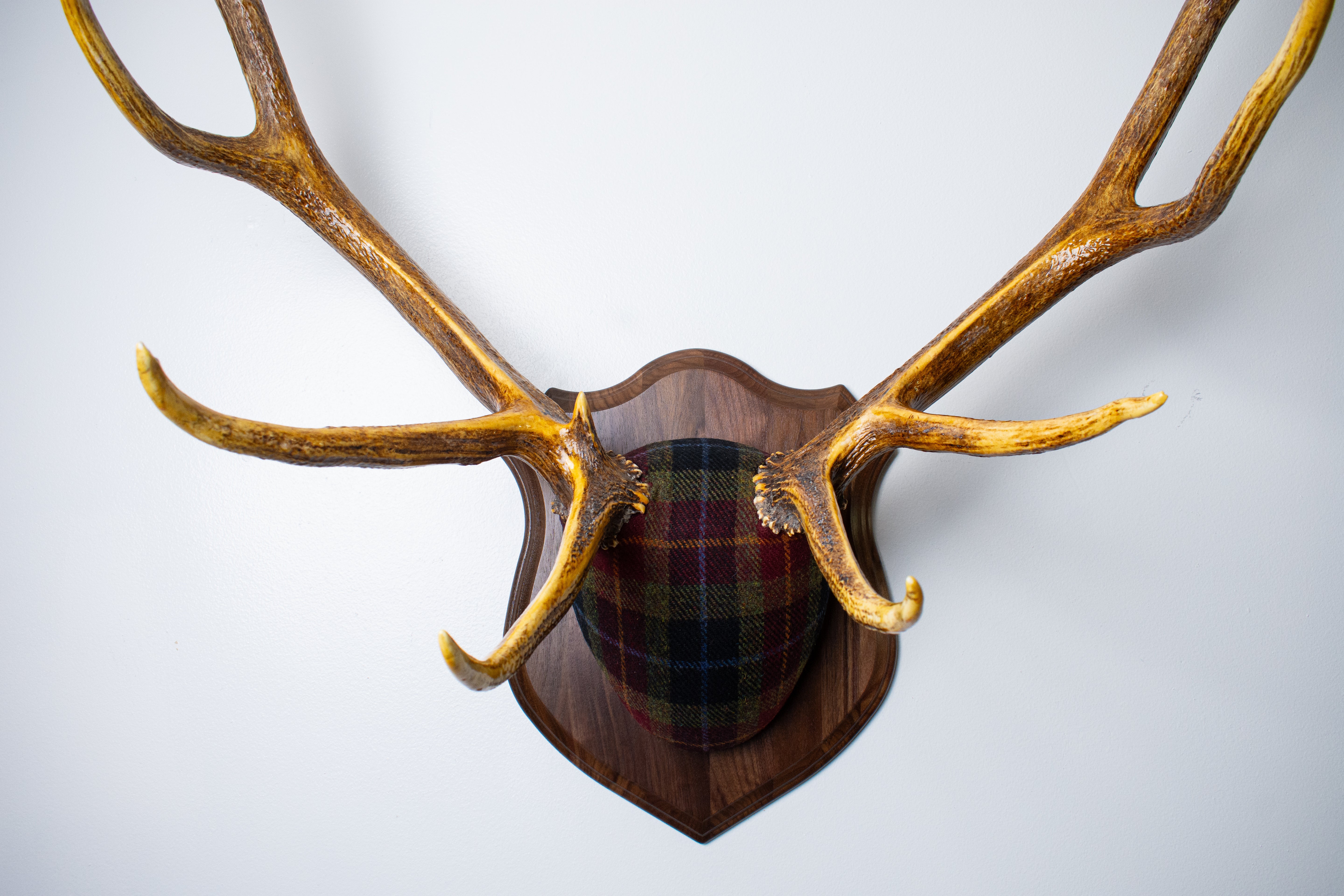 Elk Antler Mount | Green, Red & Black Tartan w/ Gold & Blue overchecks | 35