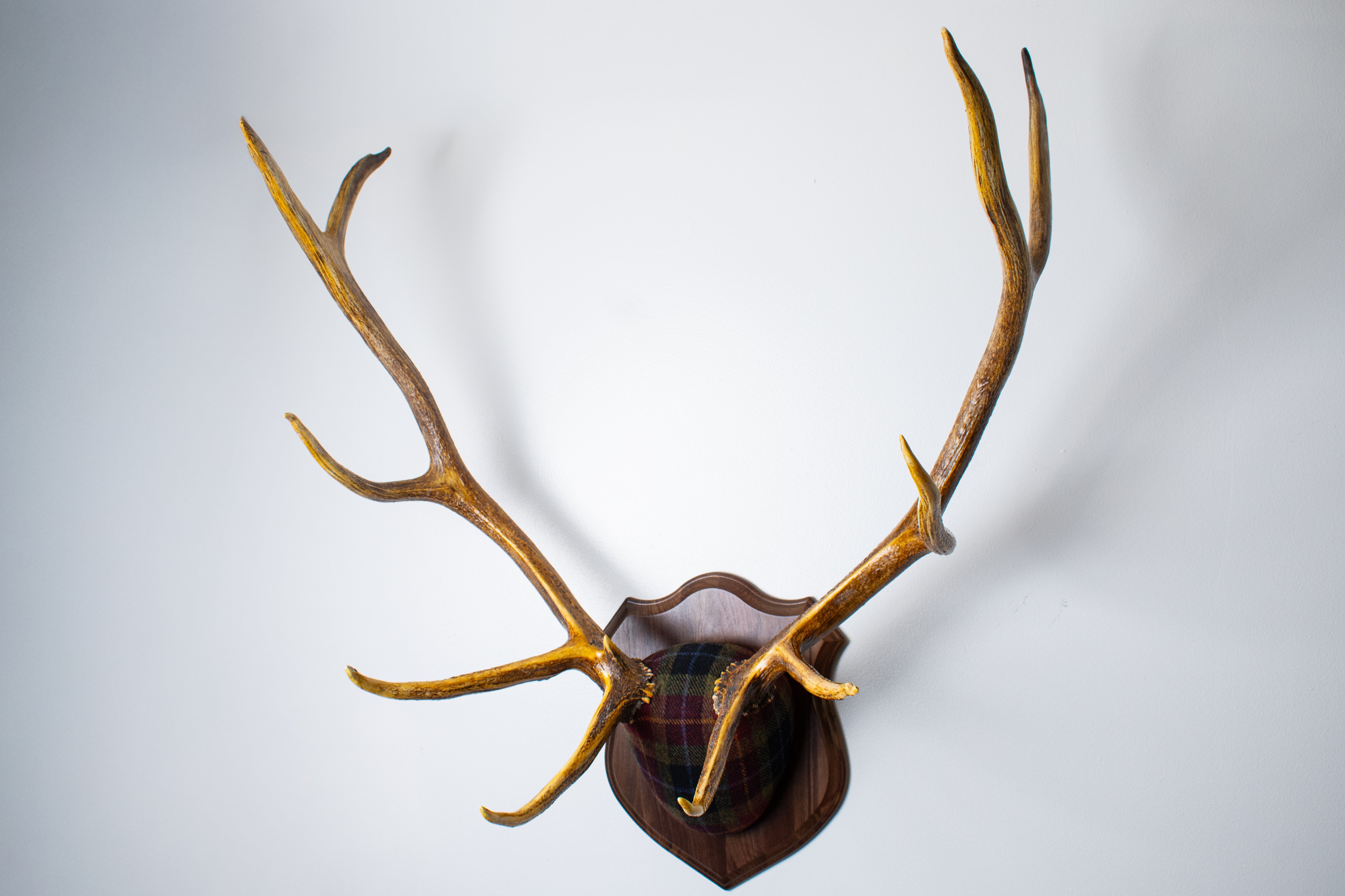Elk Antler Mount | Green, Red & Black Tartan w/ Gold & Blue overchecks | 35