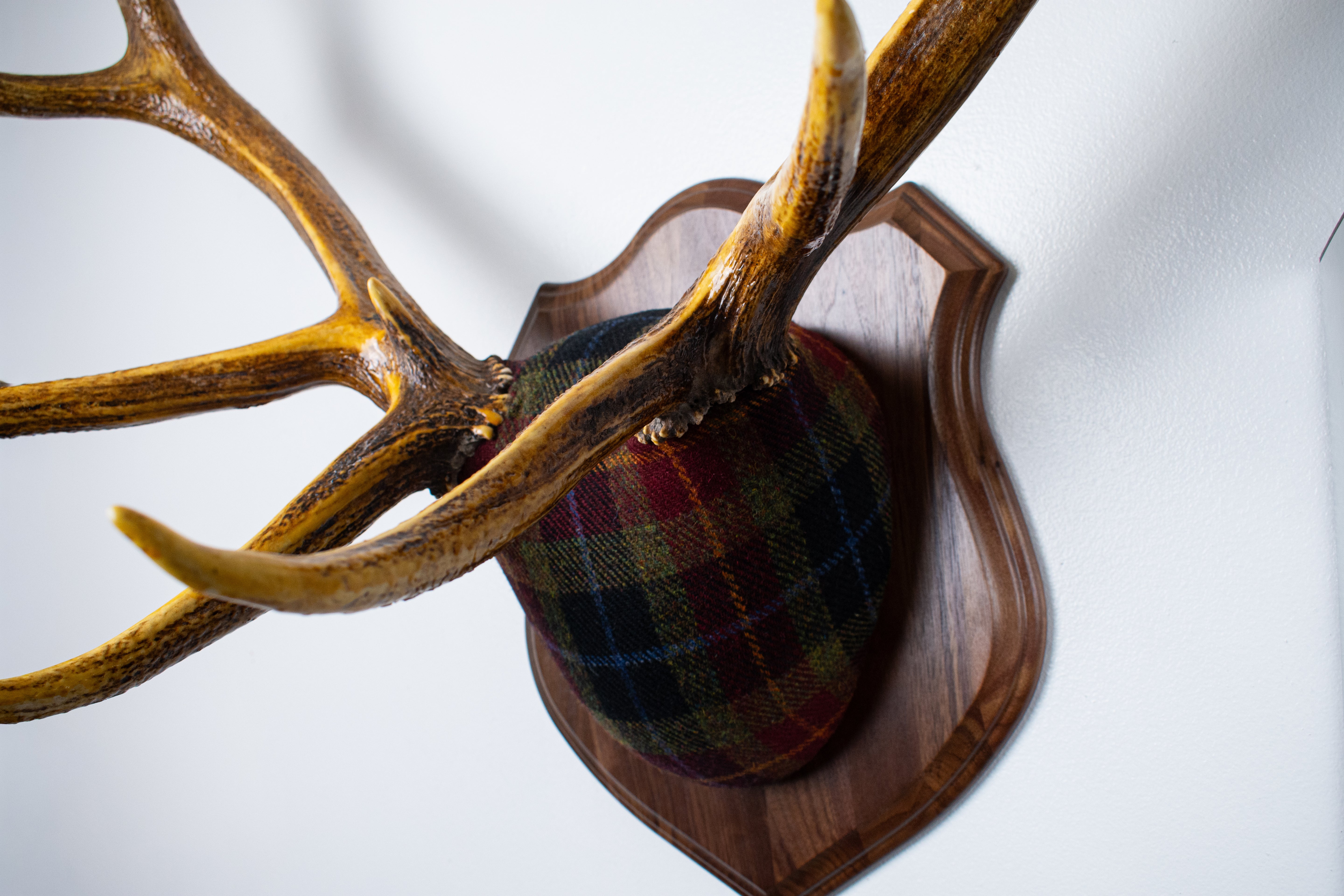 Elk Antler Mount | Green, Red & Black Tartan w/ Gold & Blue overchecks | 35