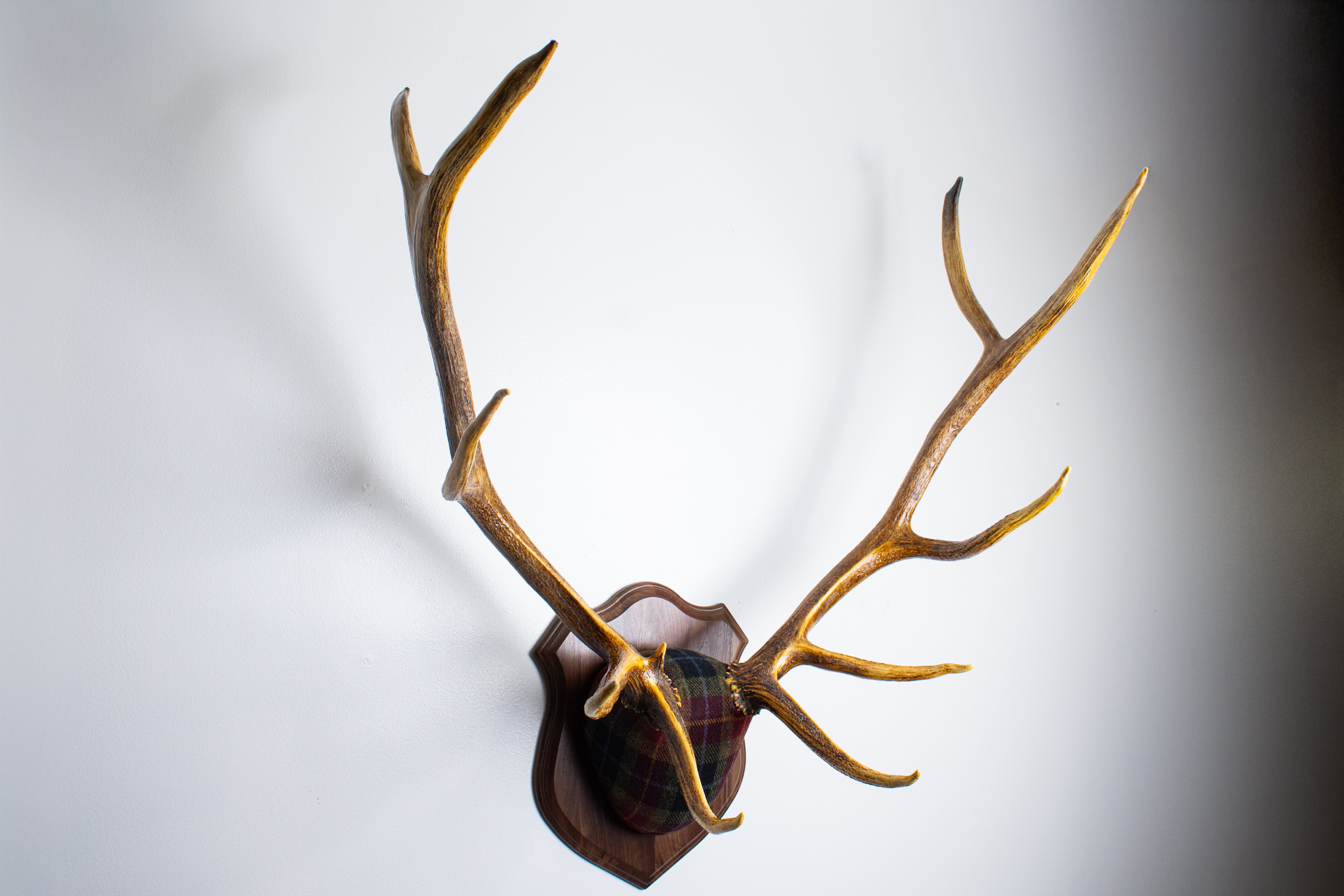 Elk Antler Mount | Green, Red & Black Tartan w/ Gold & Blue overchecks | 35